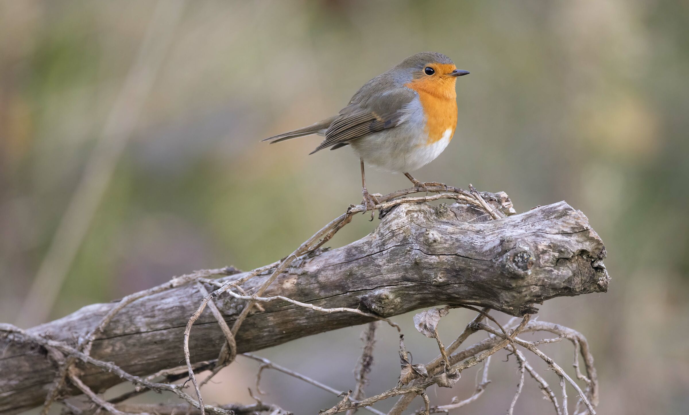 Robin