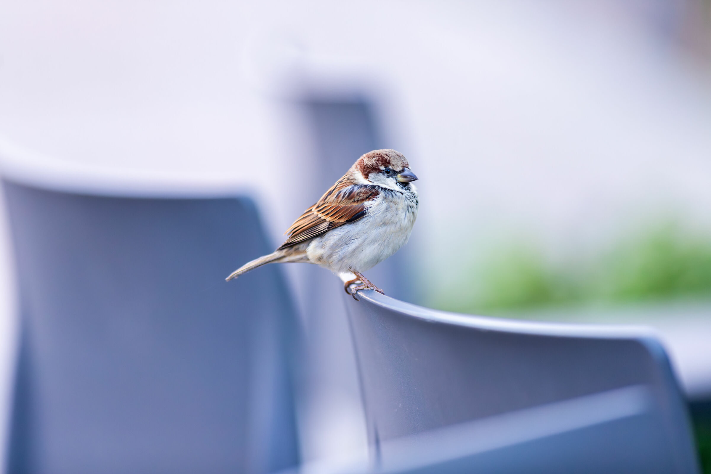 Il piccolo passero solitario