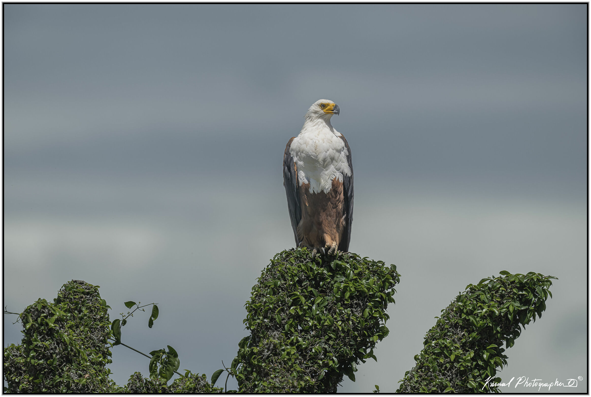 African fish eagle (Haliaeetus vocifer)