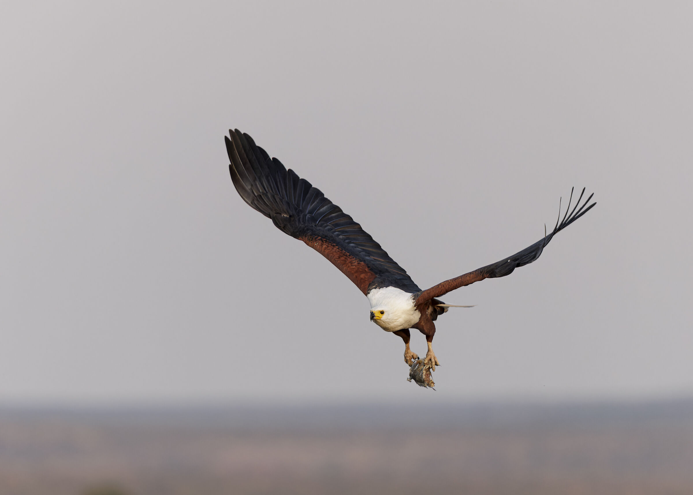 African Fish Eagle - tramonto sul fiume Sabie