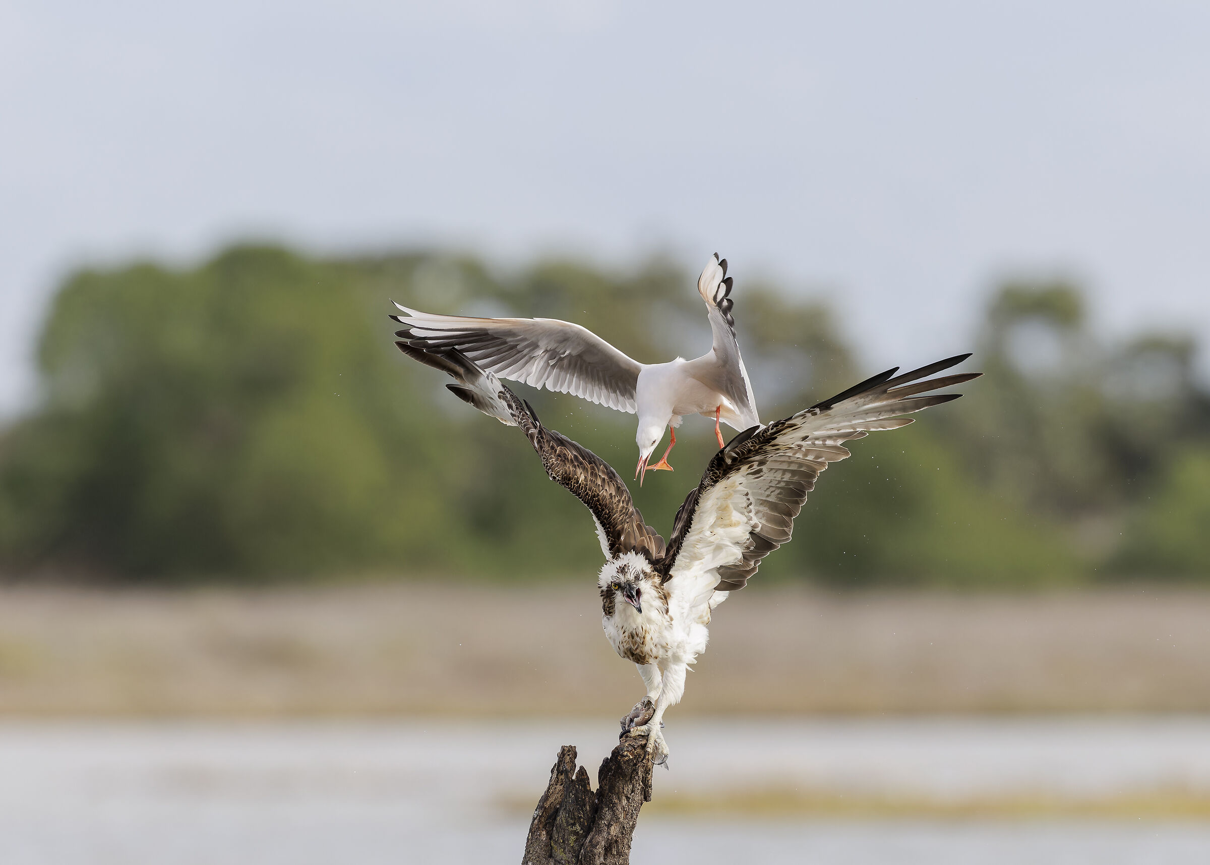 Osprey - Cabras (Sardinia)