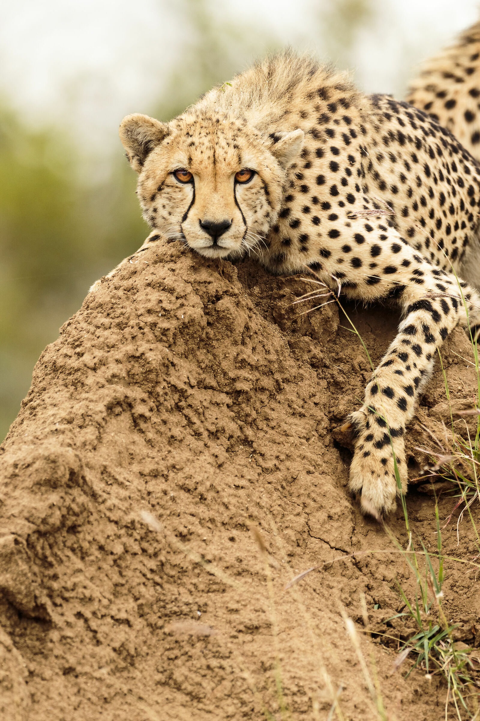 Cheetah - Greater Kruger Area