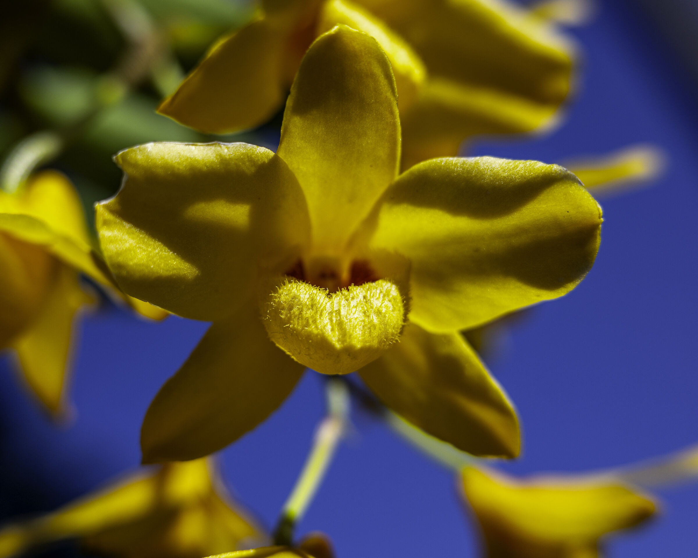 Dendrobium moschatum