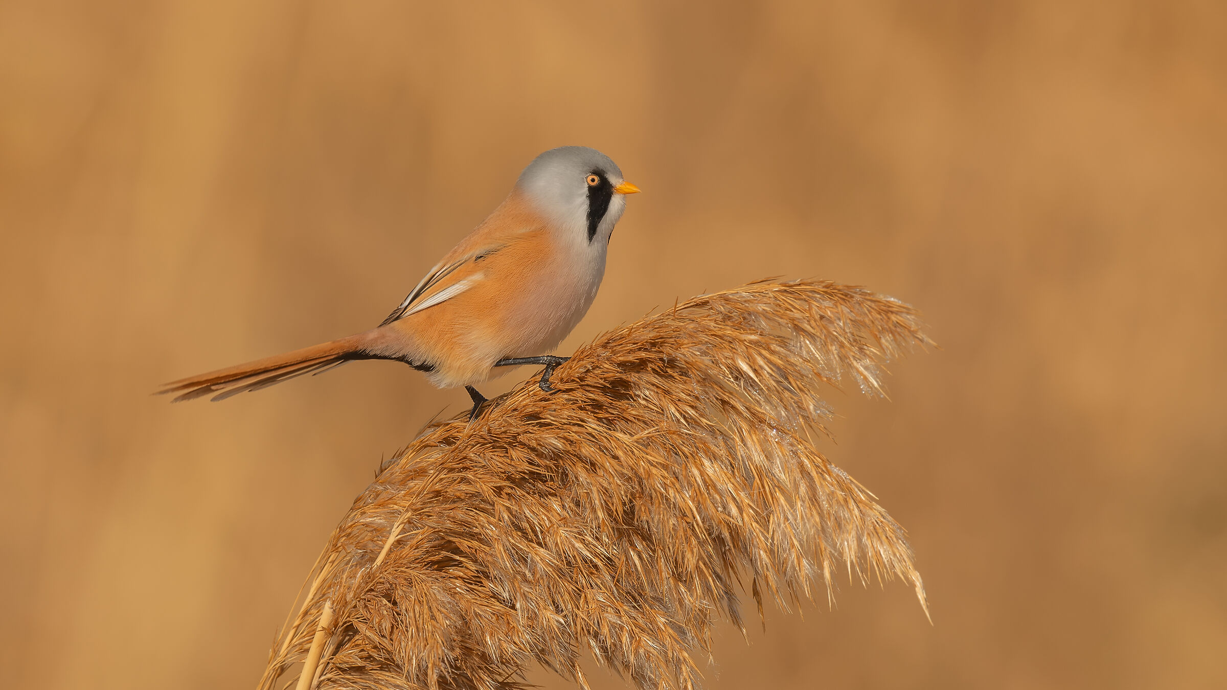 Bearded Reedling » Panurus