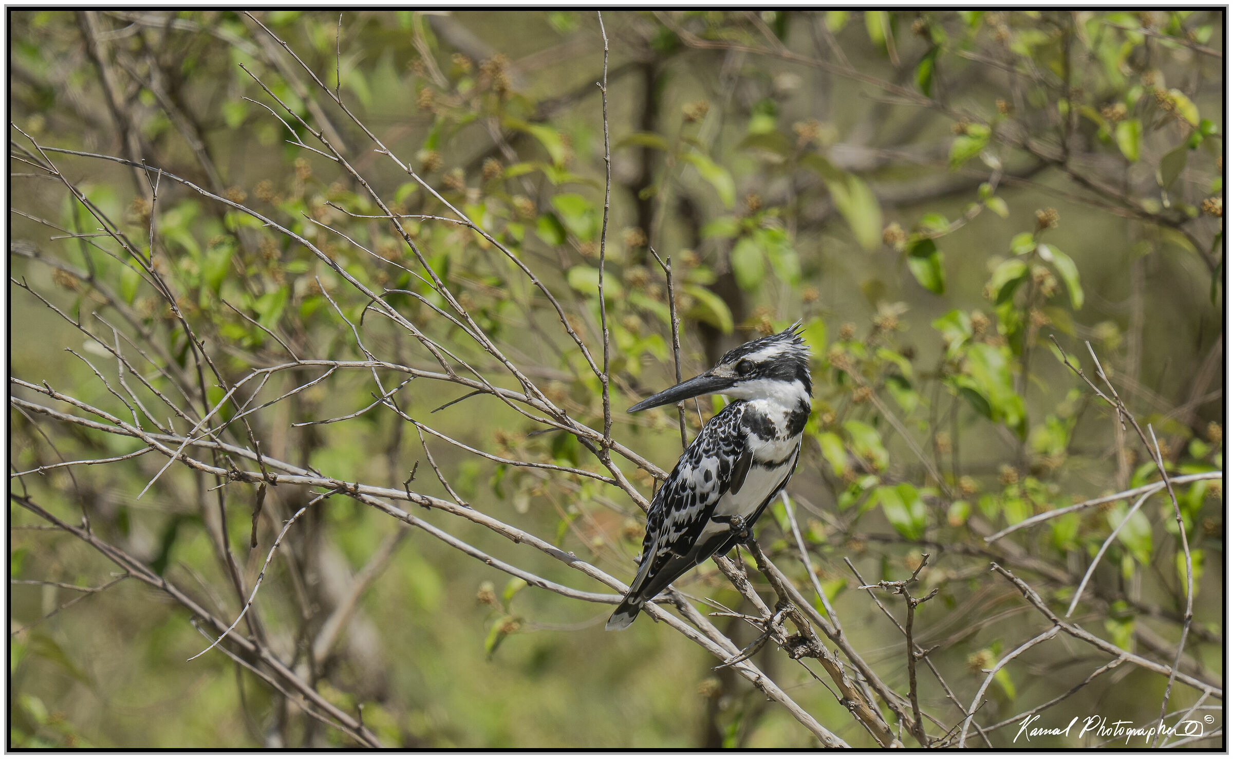 Pied kingfisher (Ceryle rudis)