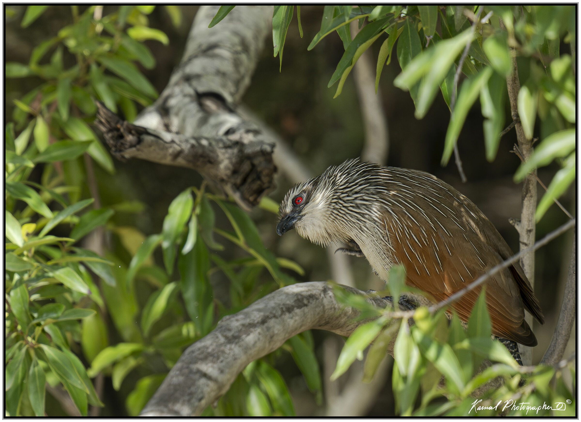 (White-browed coucal) (Centropus superciliosus)