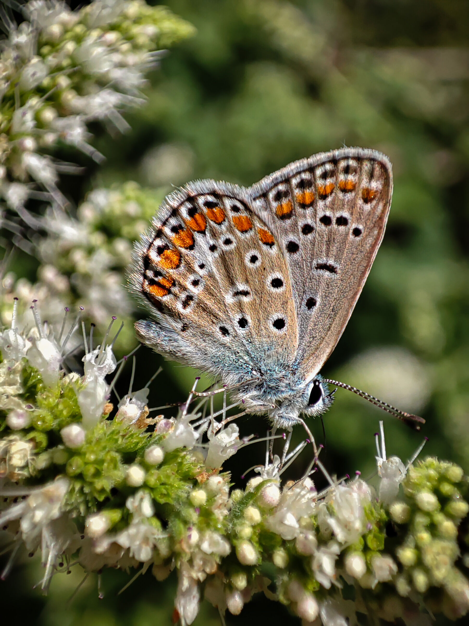Polyommatus icarus