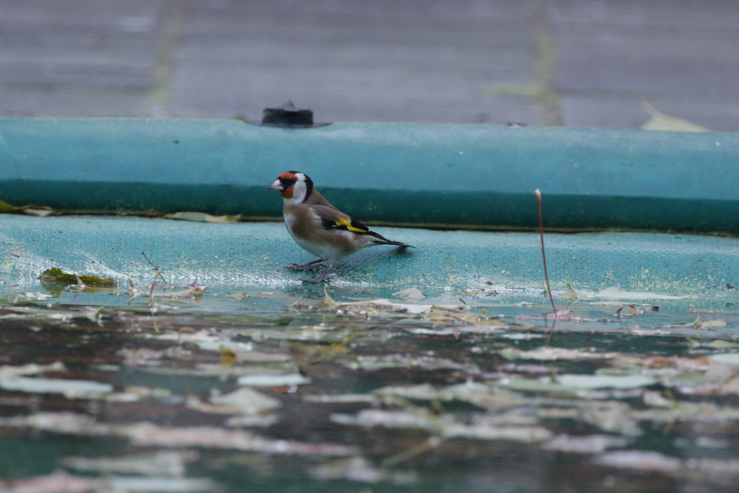 GOLDFINCH