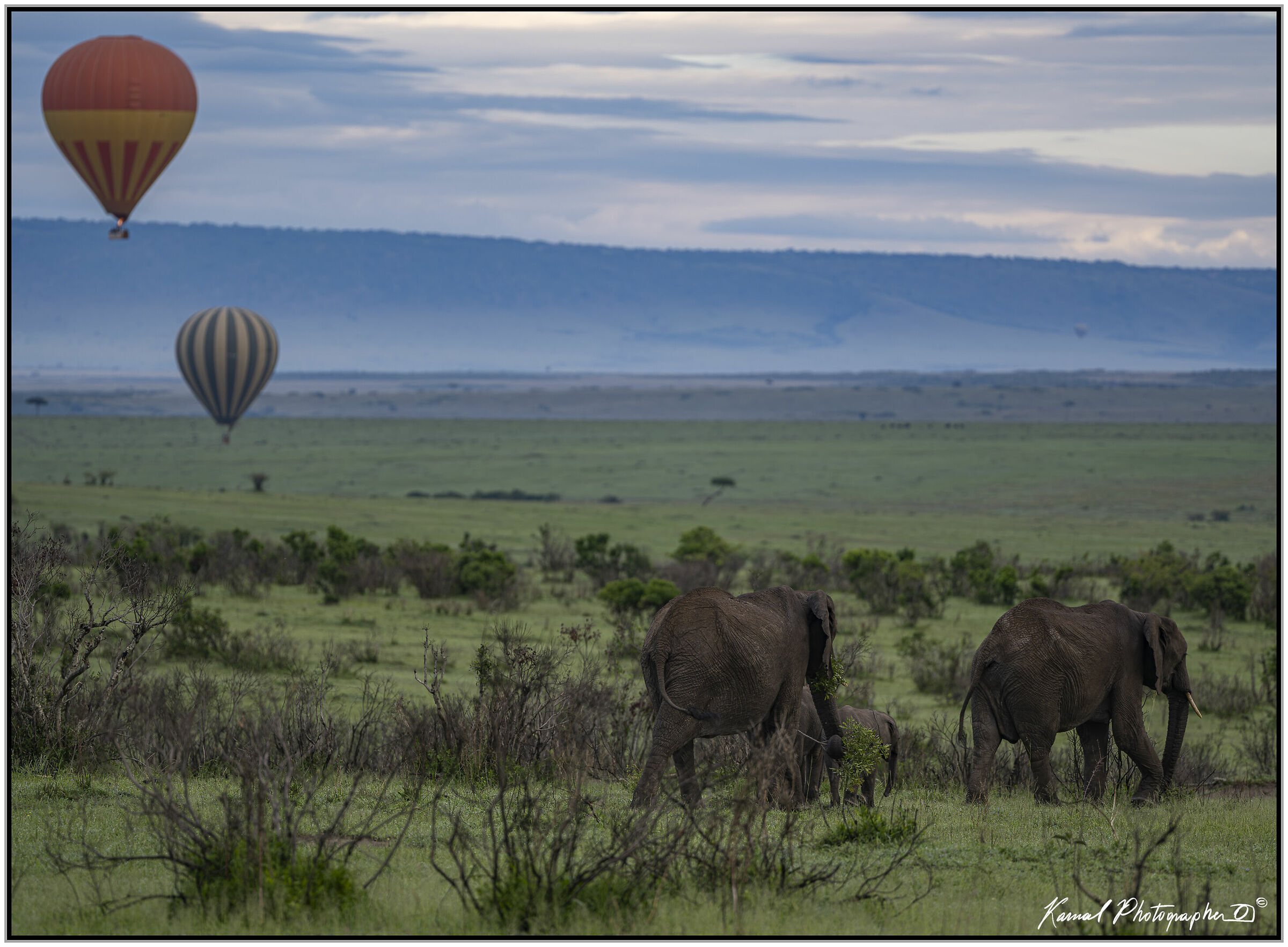 Elefante africano di savana (Loxodonta africana)