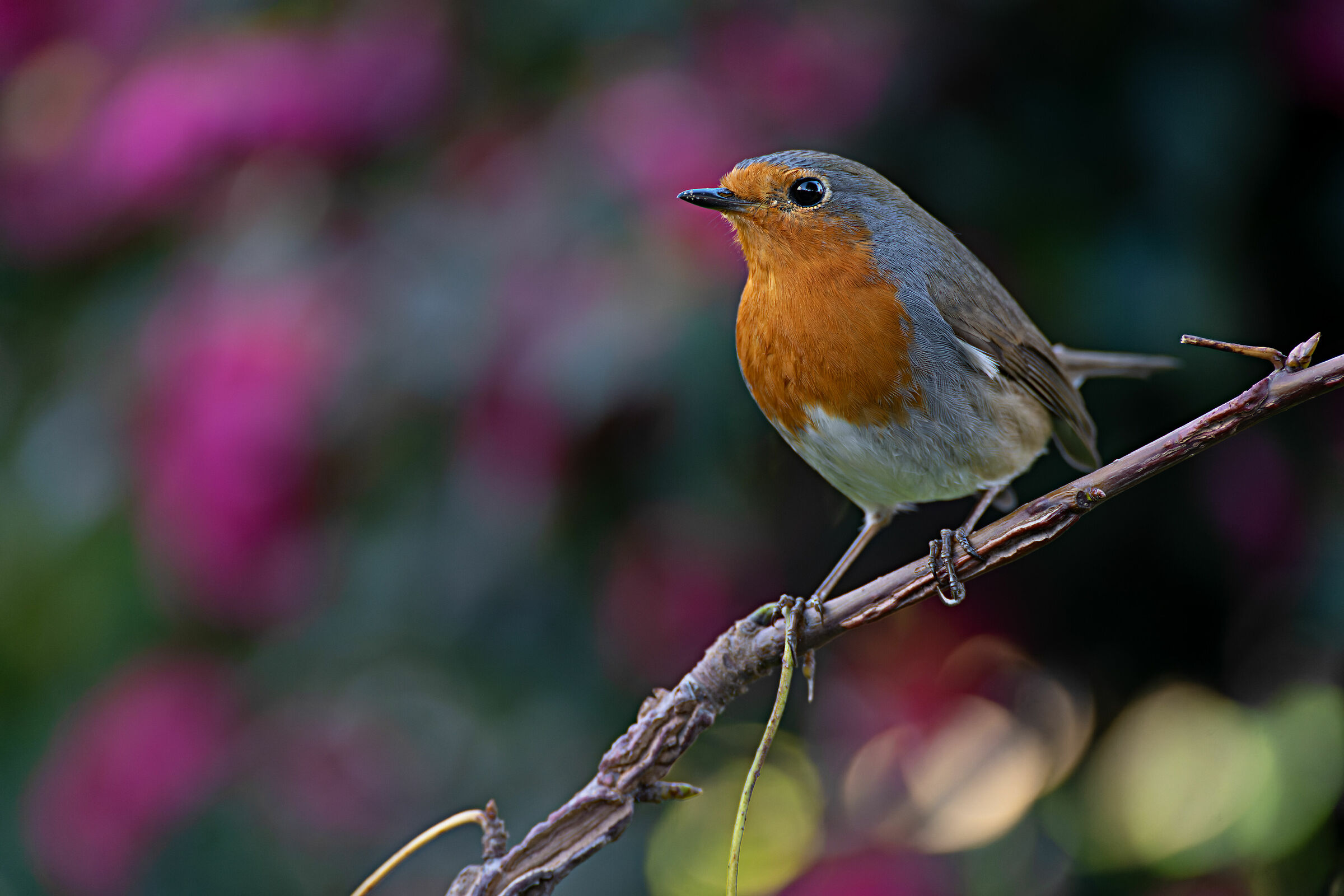 The robin in the garden