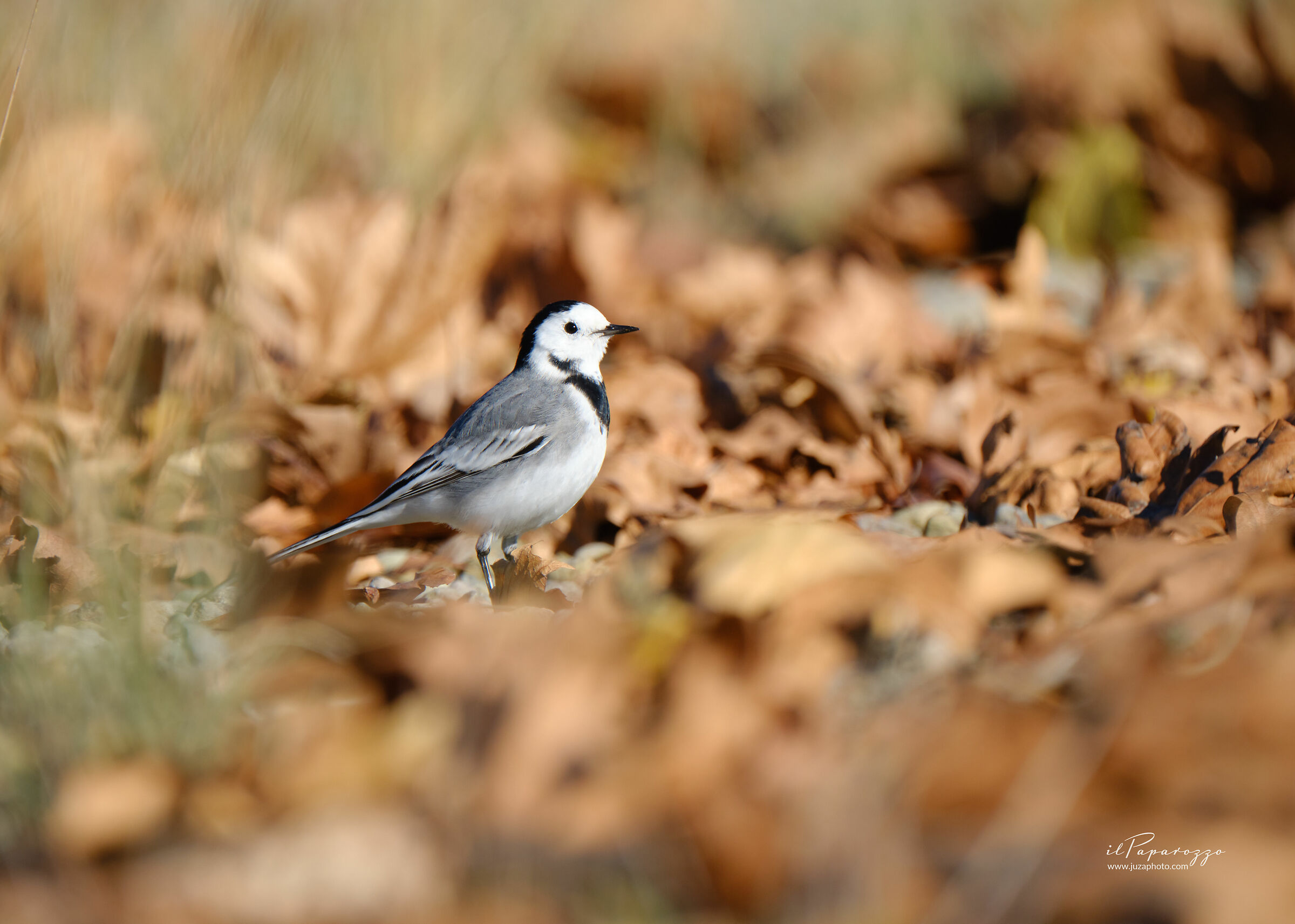 White wagtail