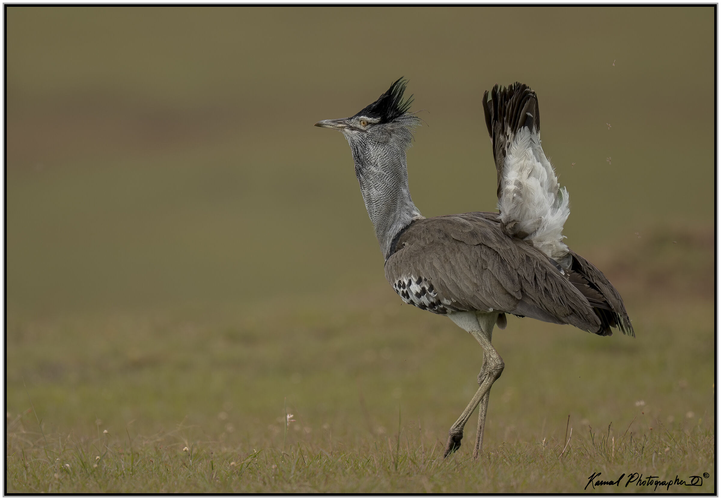 Kori bustard (Ardeotis kori)