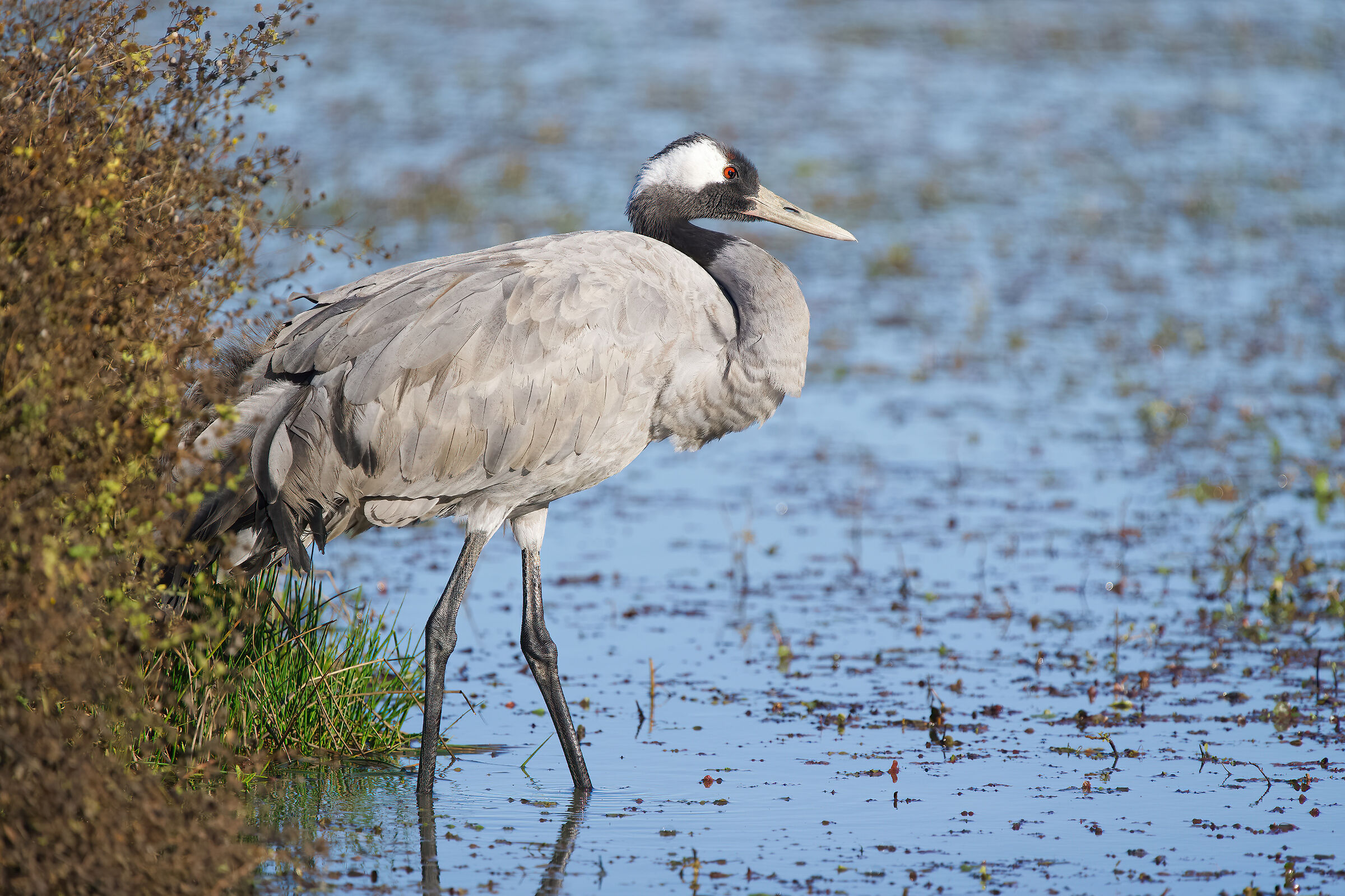 Crane (Grus grus)