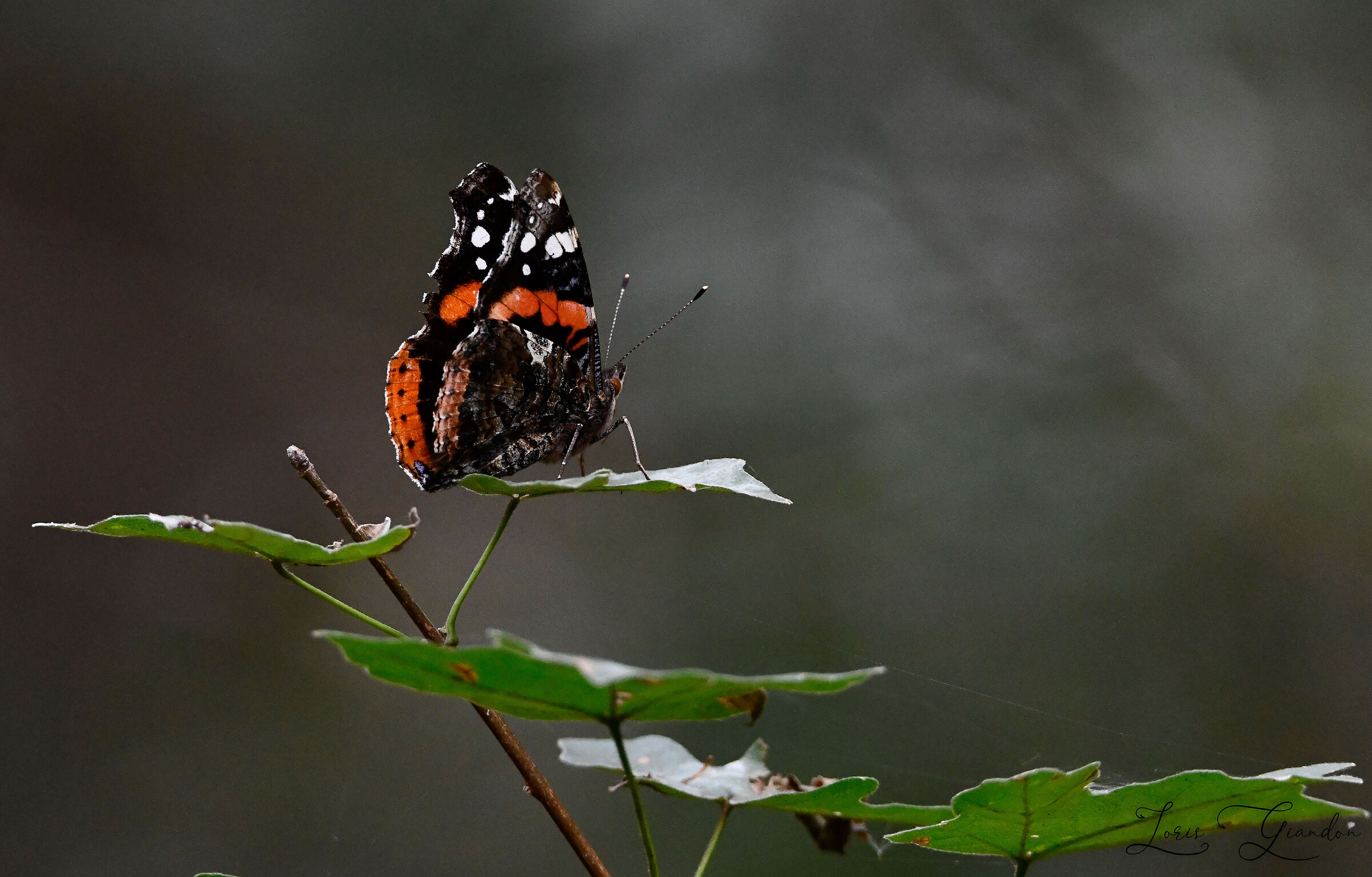 Farfalla Vanessa
