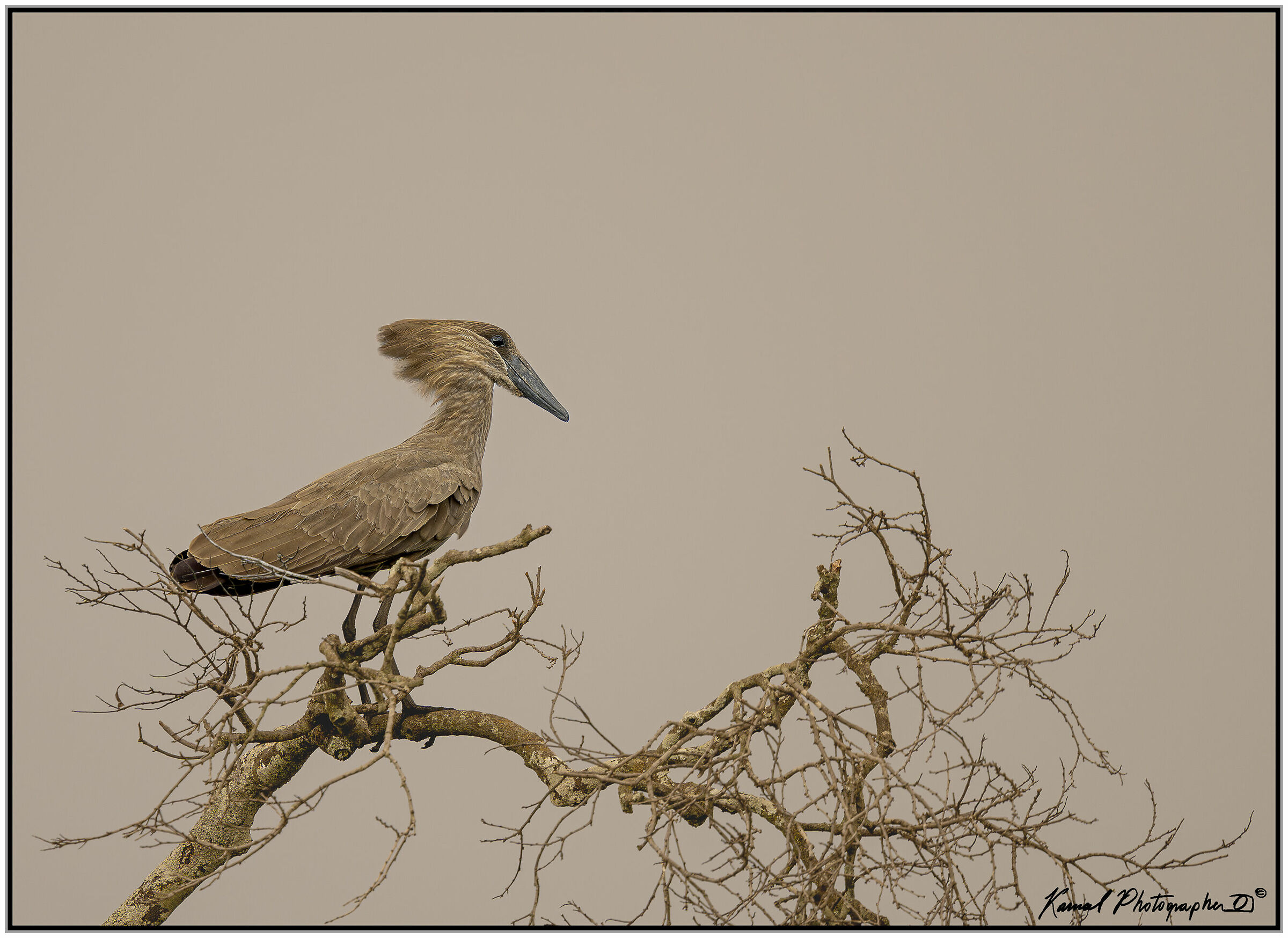 (Umbretta)(Scopus umbretta)