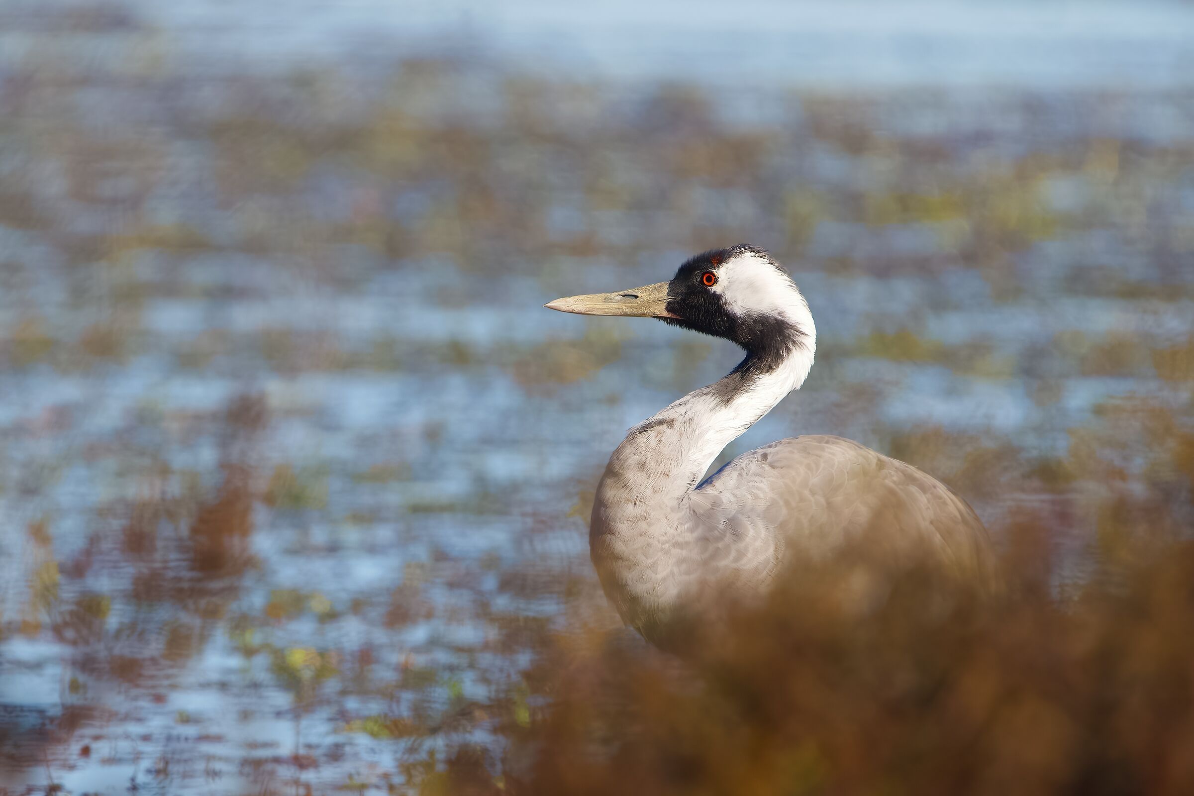 Crane (Grus grus)