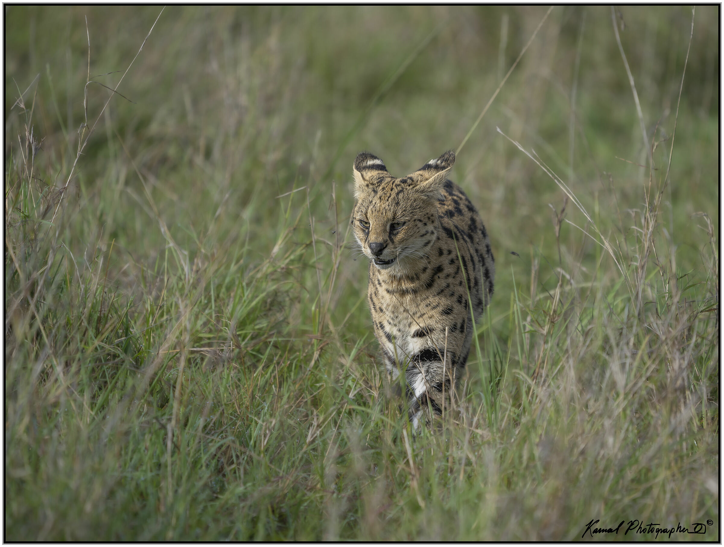 Servalo(Leptailurus serval)