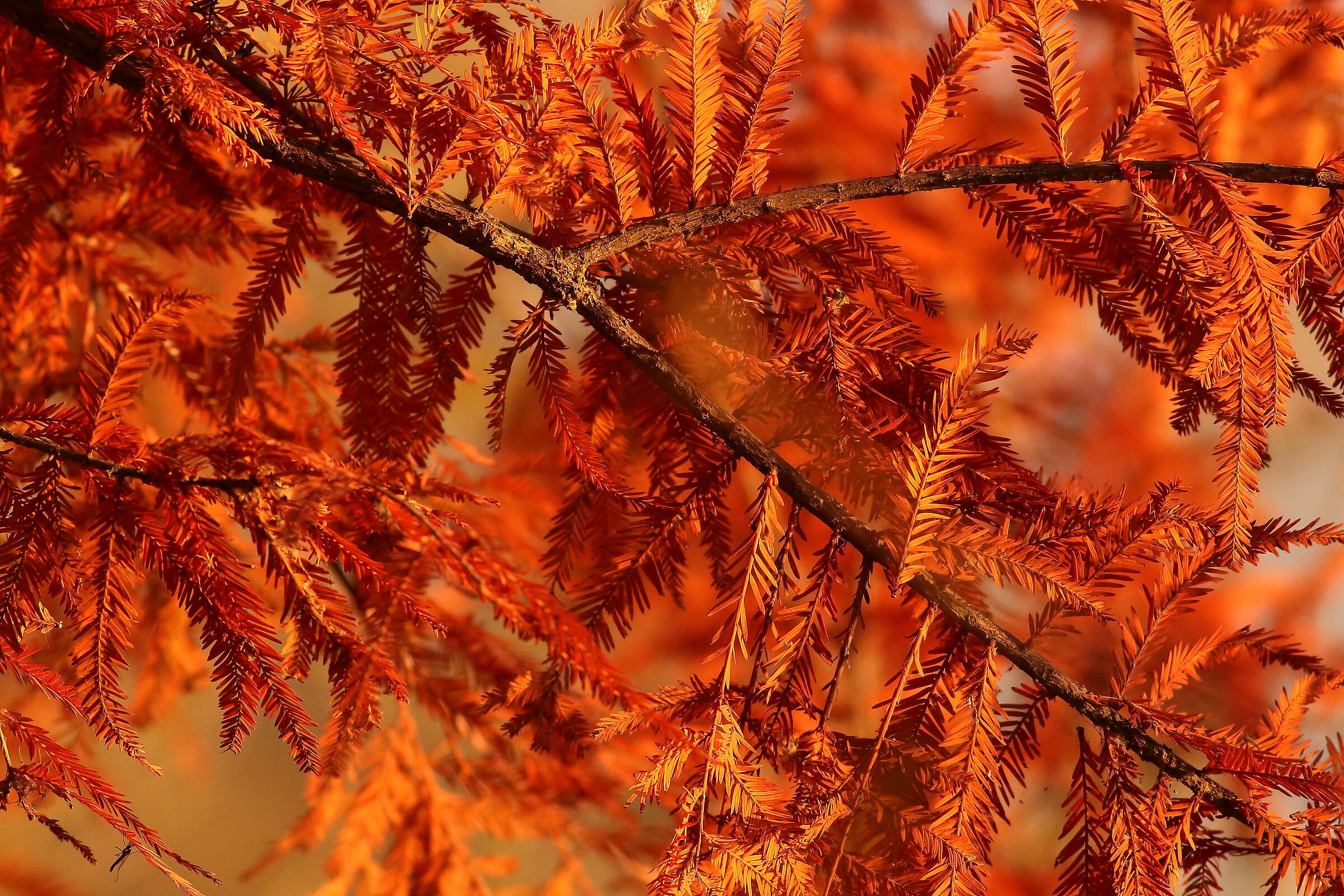 Detail of metasequoia