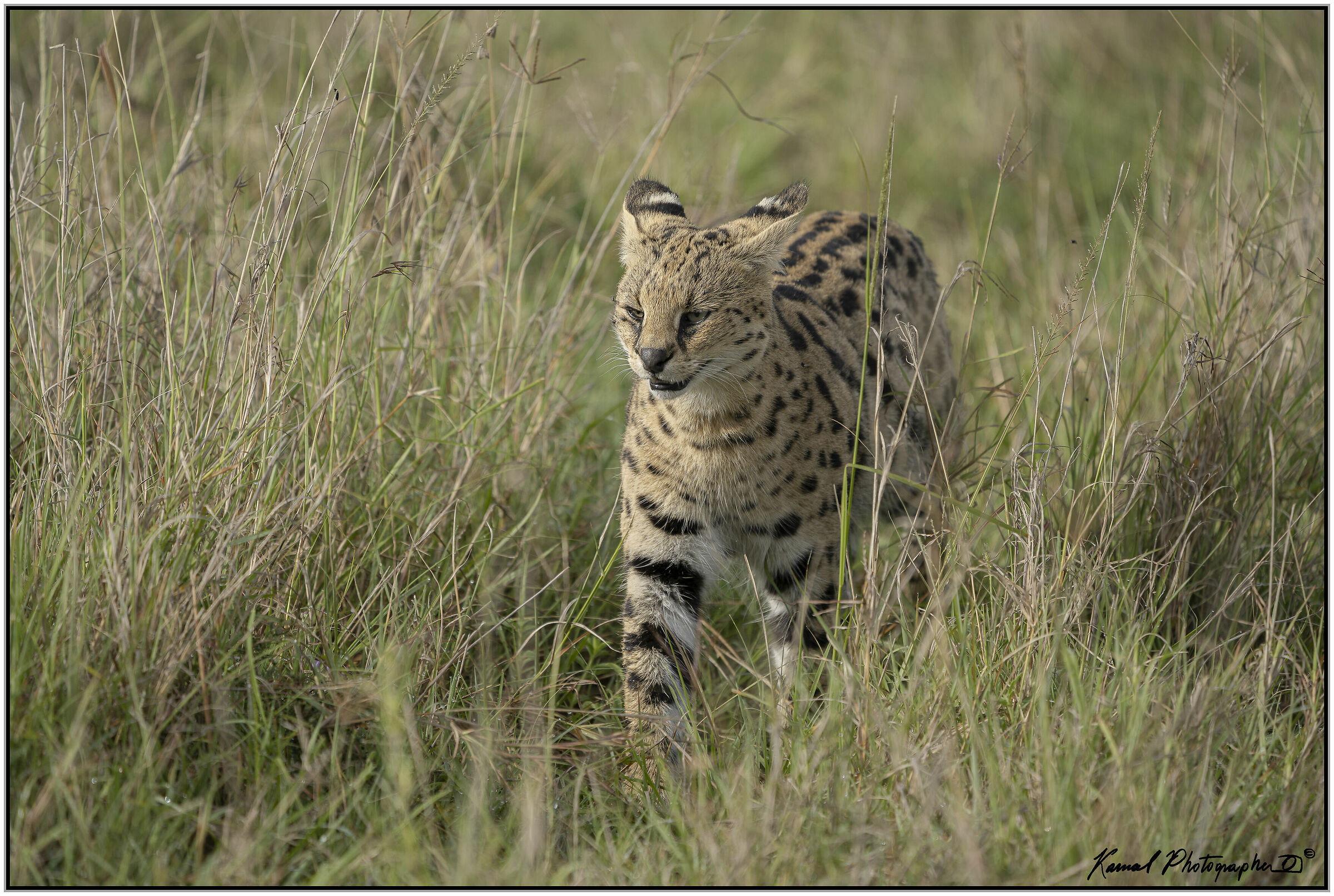 Servalo(Leptailurus serval)