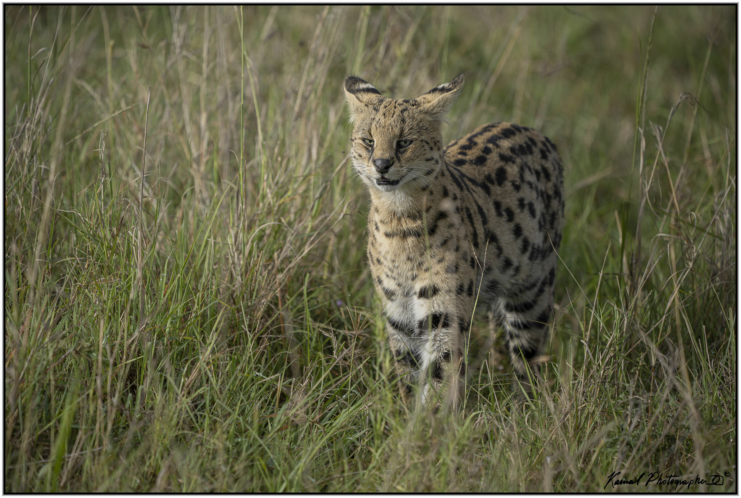 Servalo(Leptailurus serval)