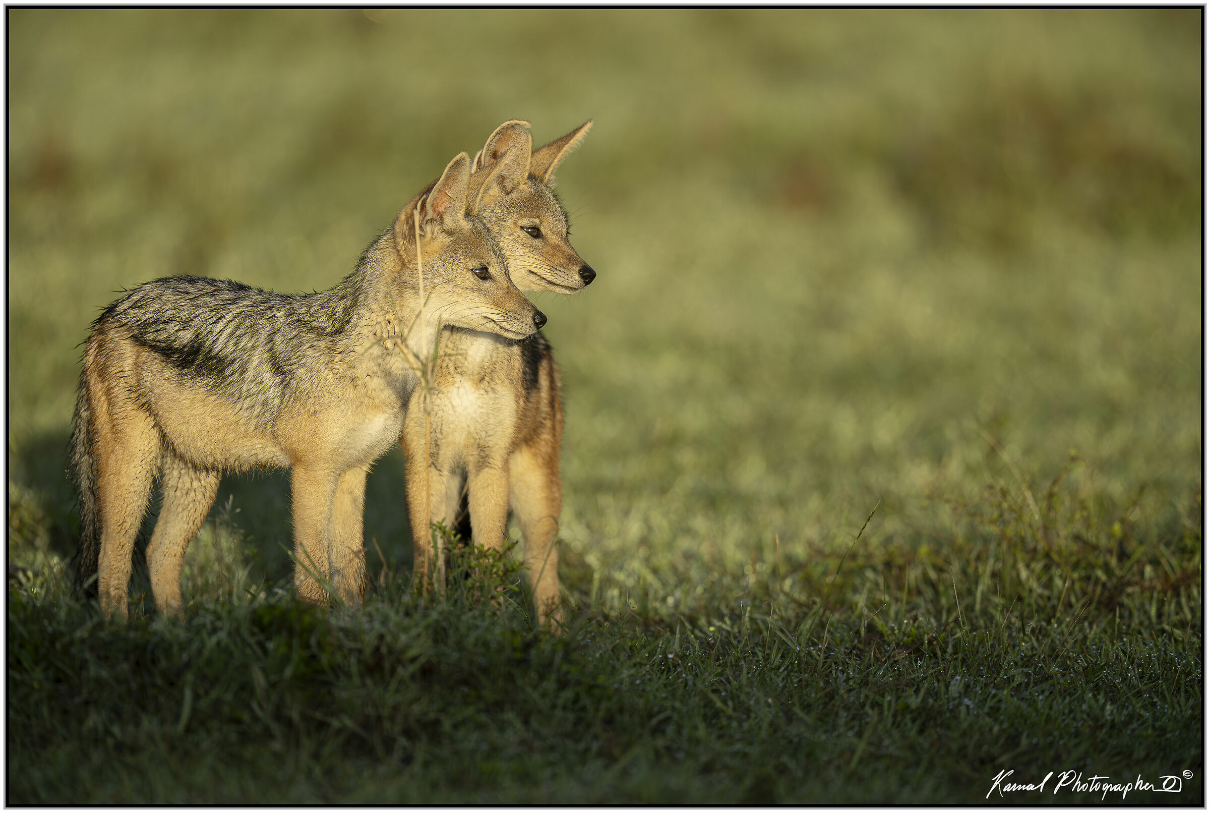 Sciacallo dalla gualdrappa(Lupulella mesomelas)