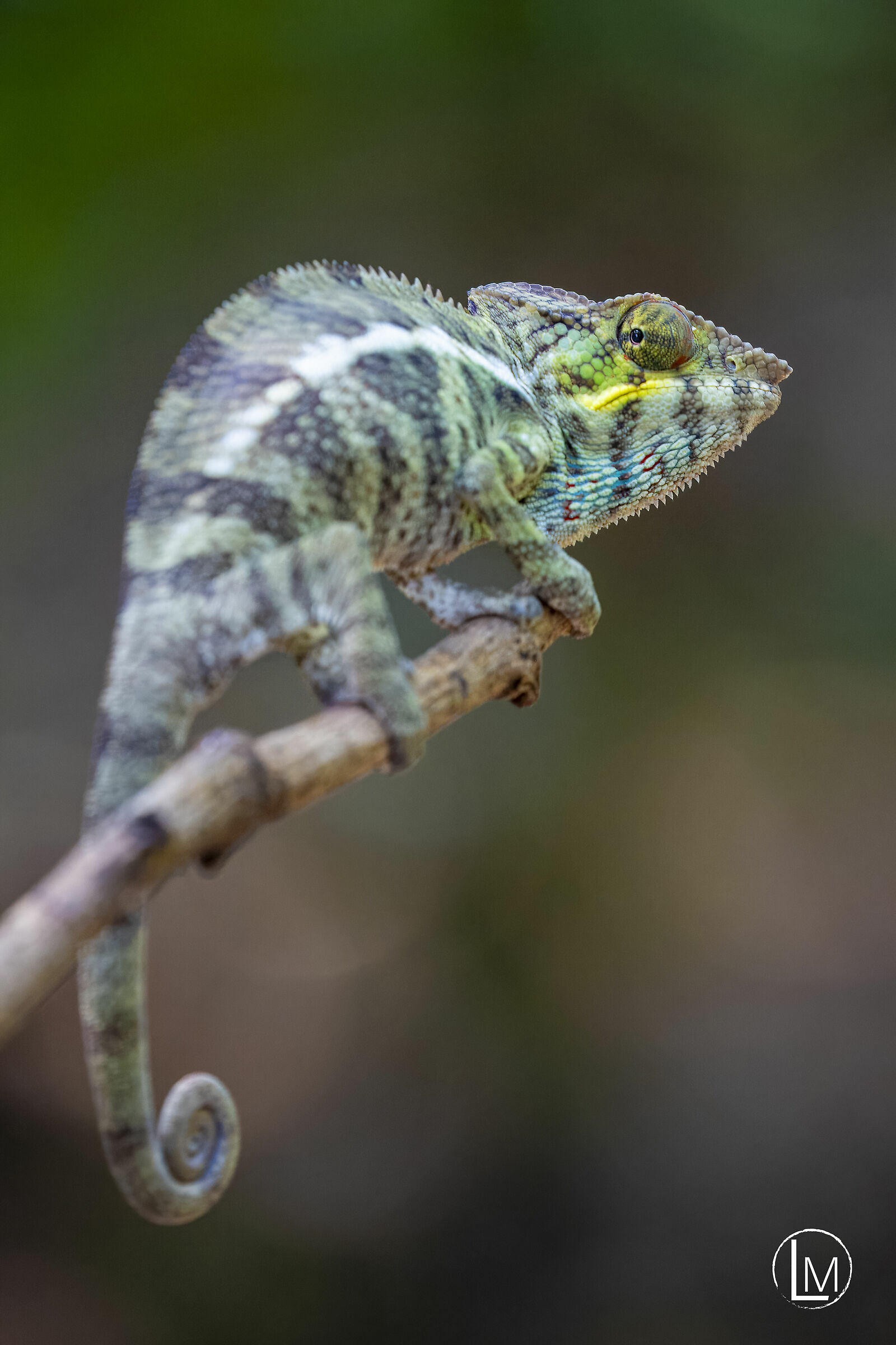 Chameleon