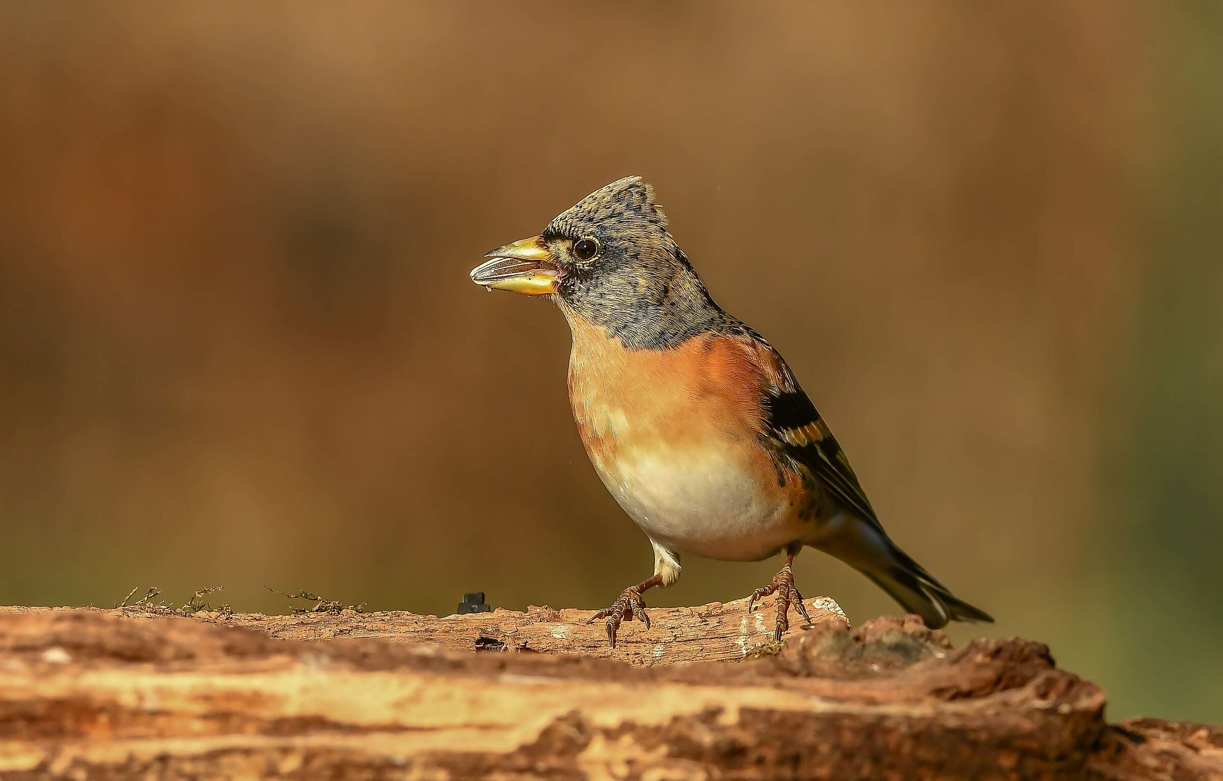 Brambling