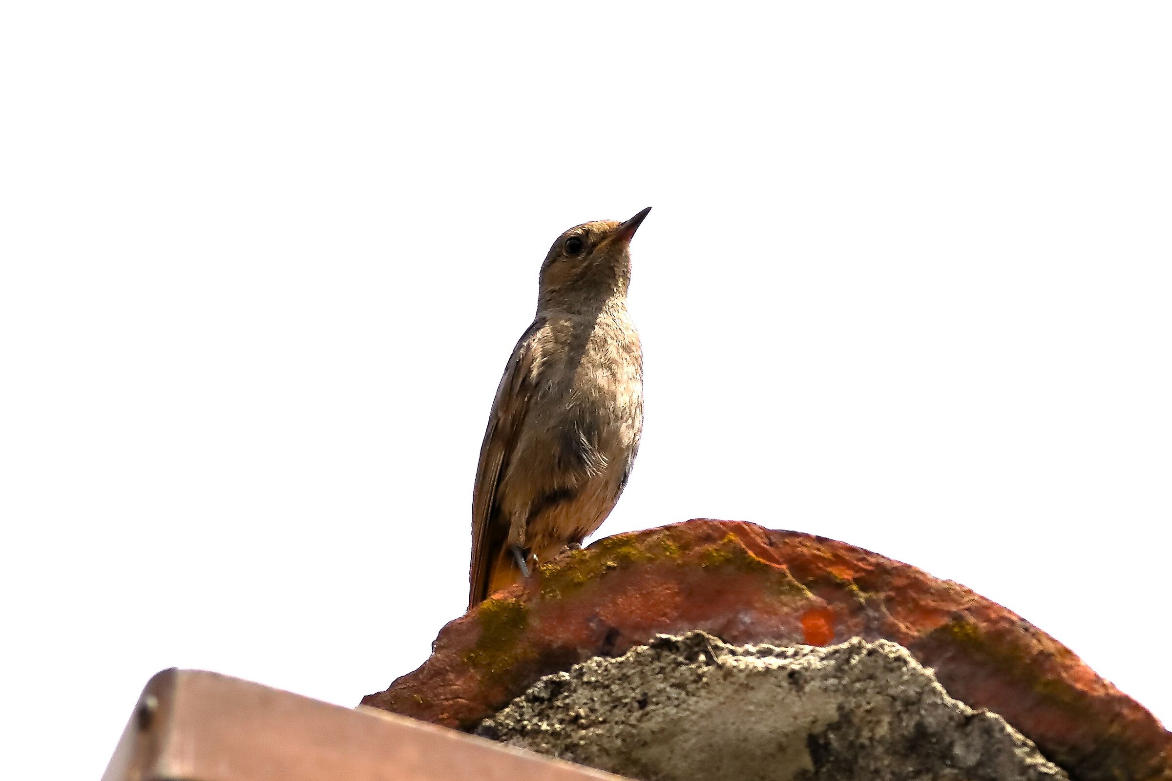Redstart 04-07-2023