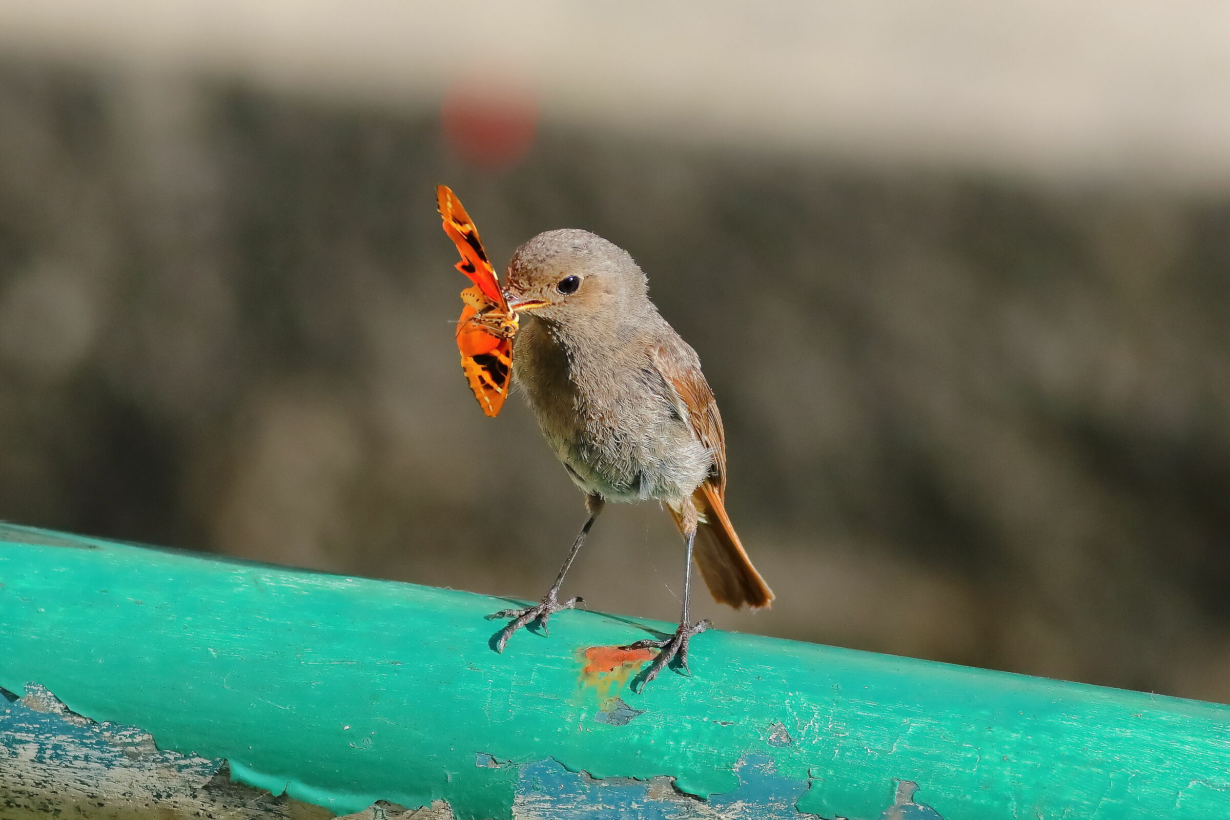 Redstart