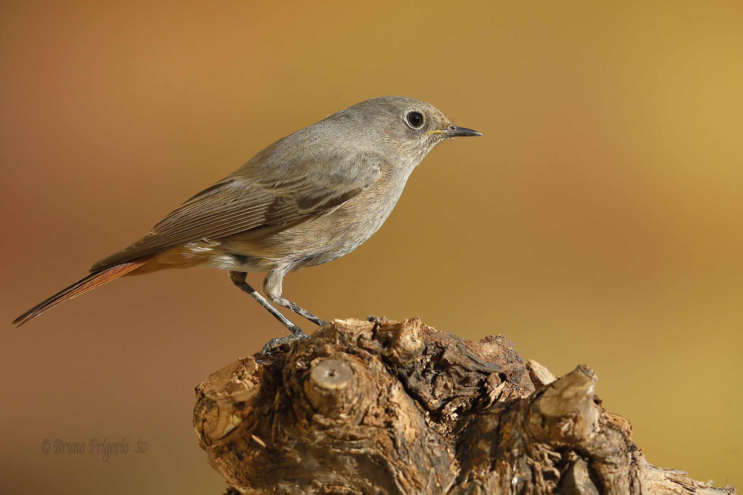 codirosso spazzacamino femmina