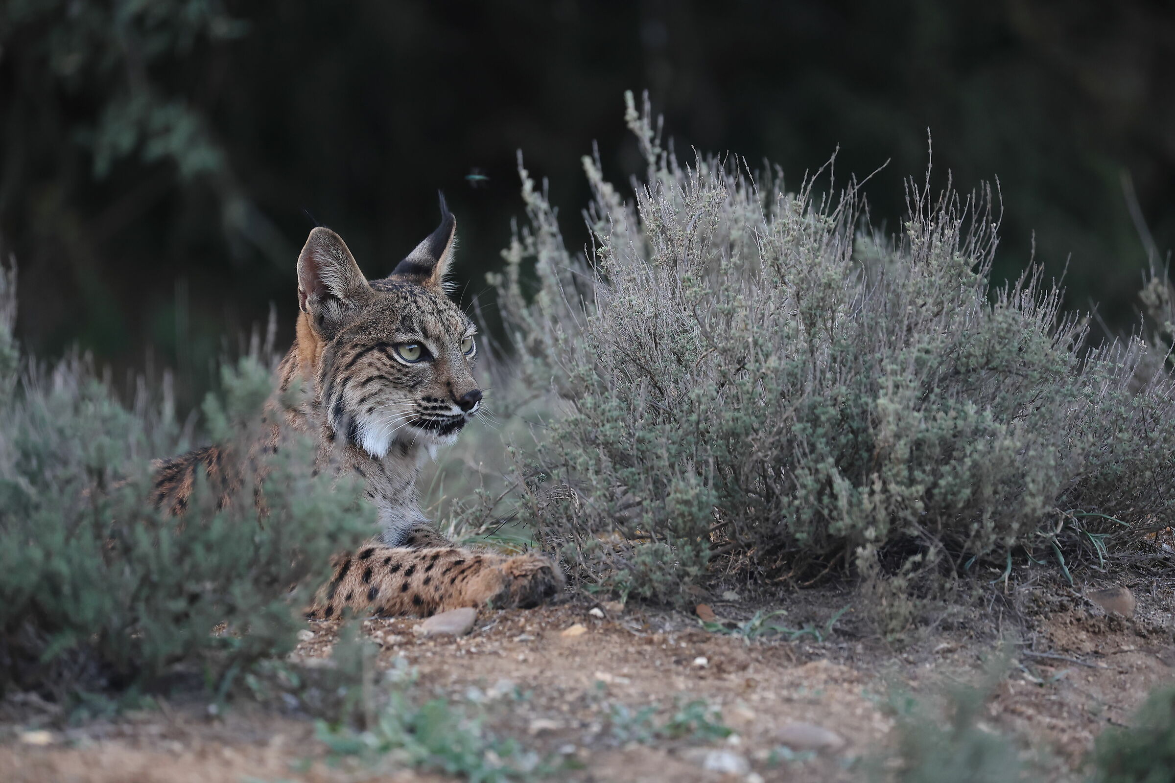 Lince Pardina cucciolo maschio