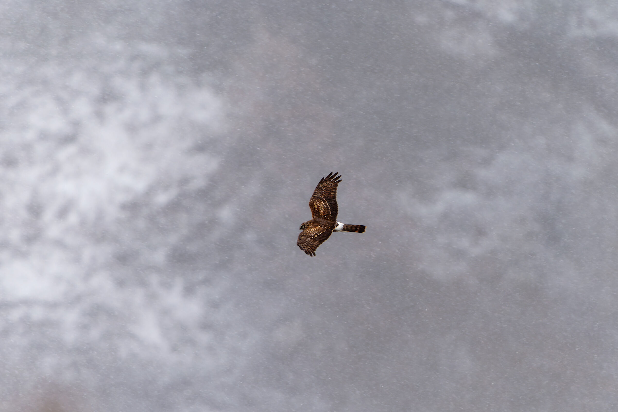 Albanella reale sotto la neve