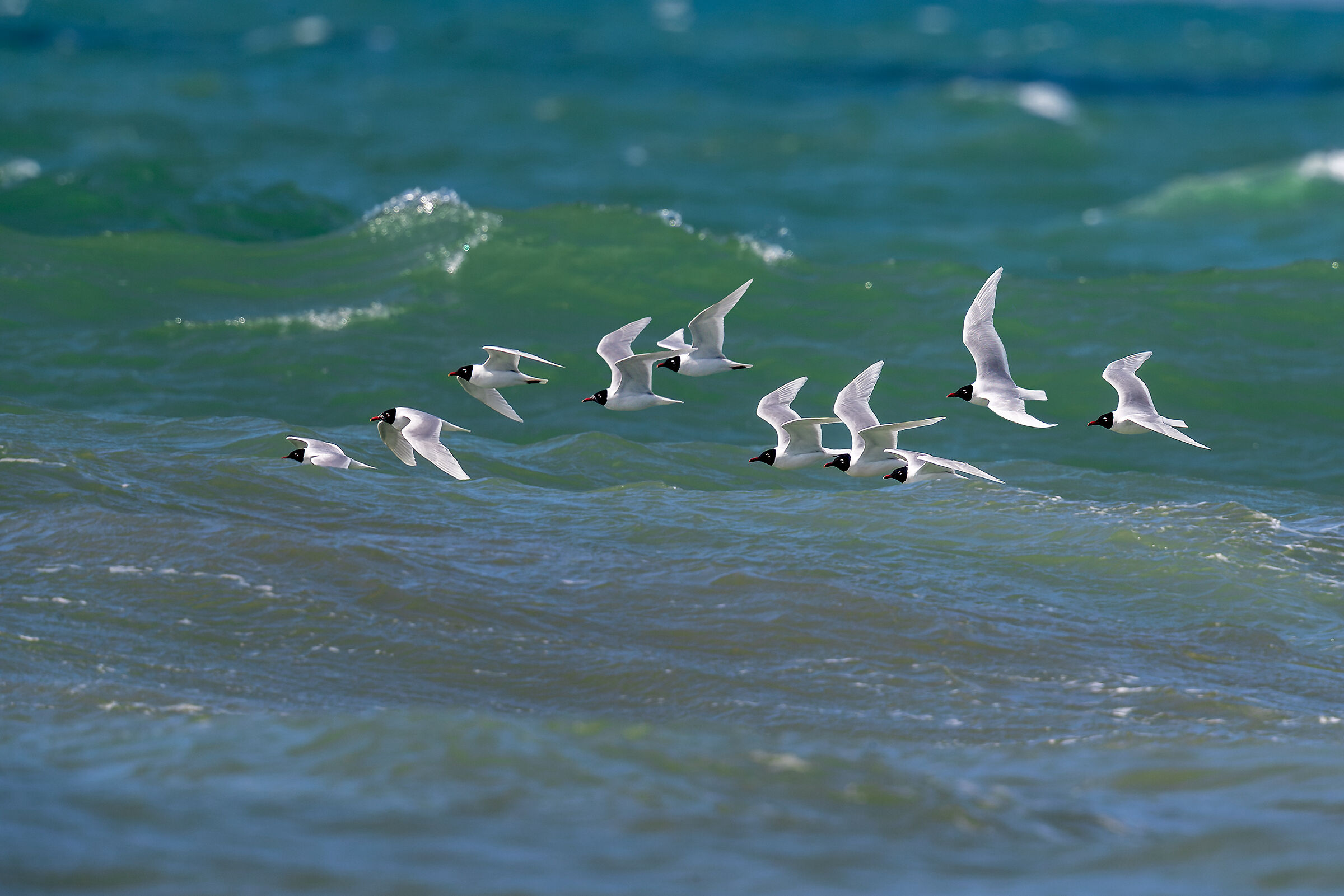 The migration of coral gulls