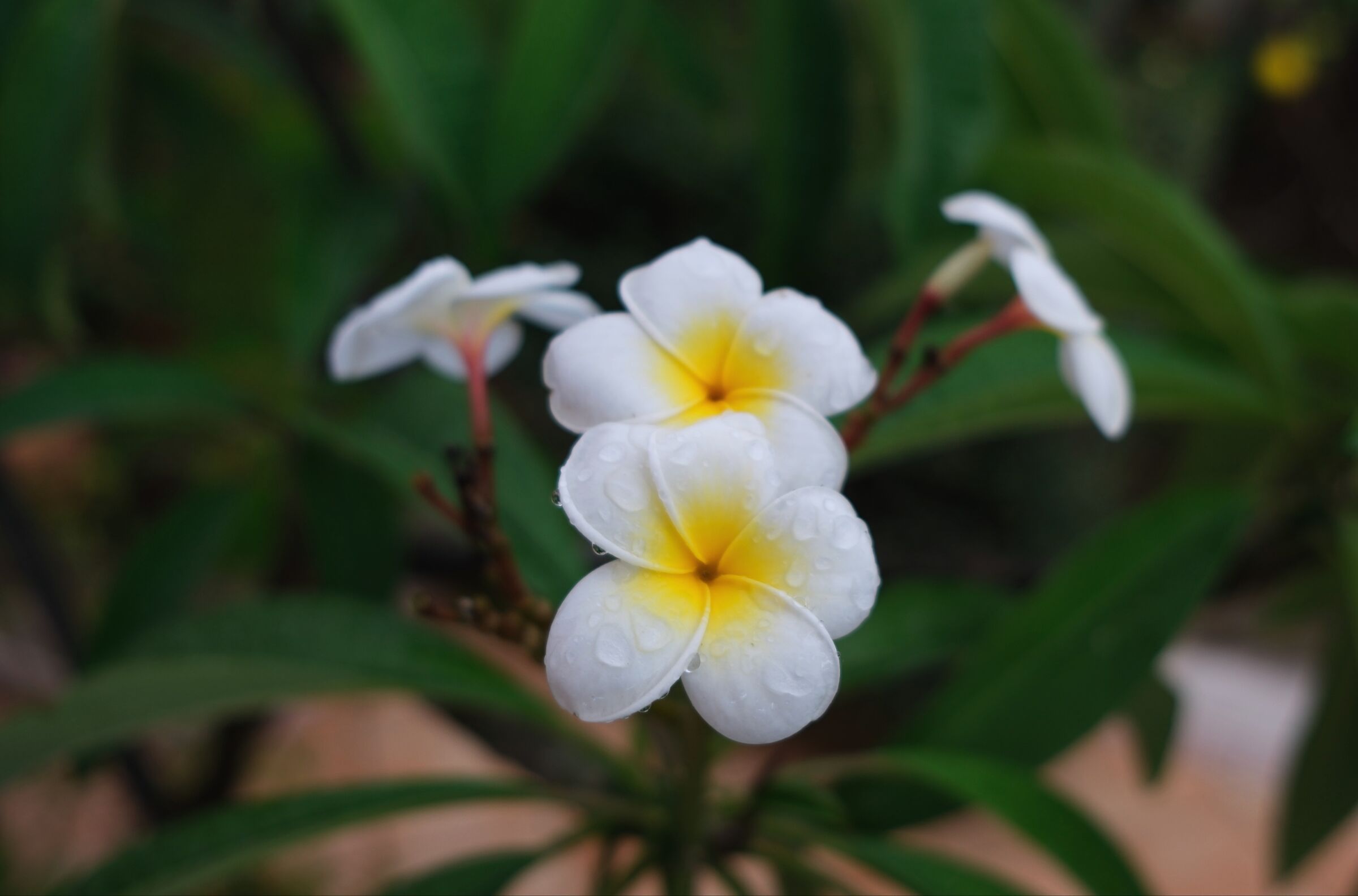 Ultima Pomelia di metà novembre