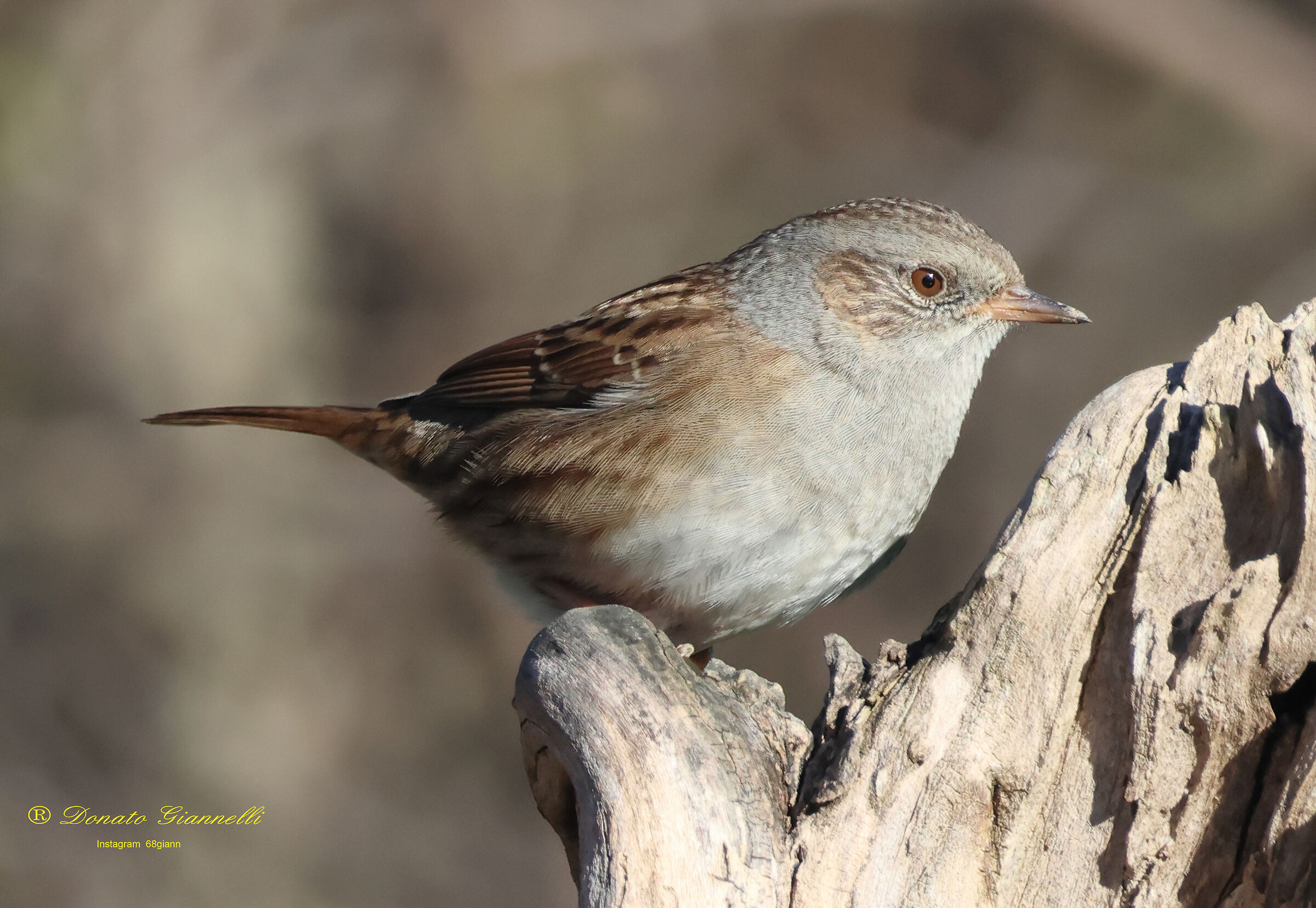 Dunnock