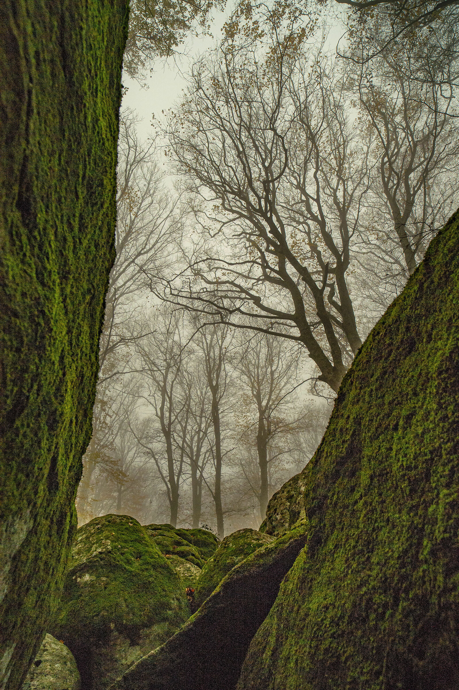 crepa nei massi e faggeta che .....