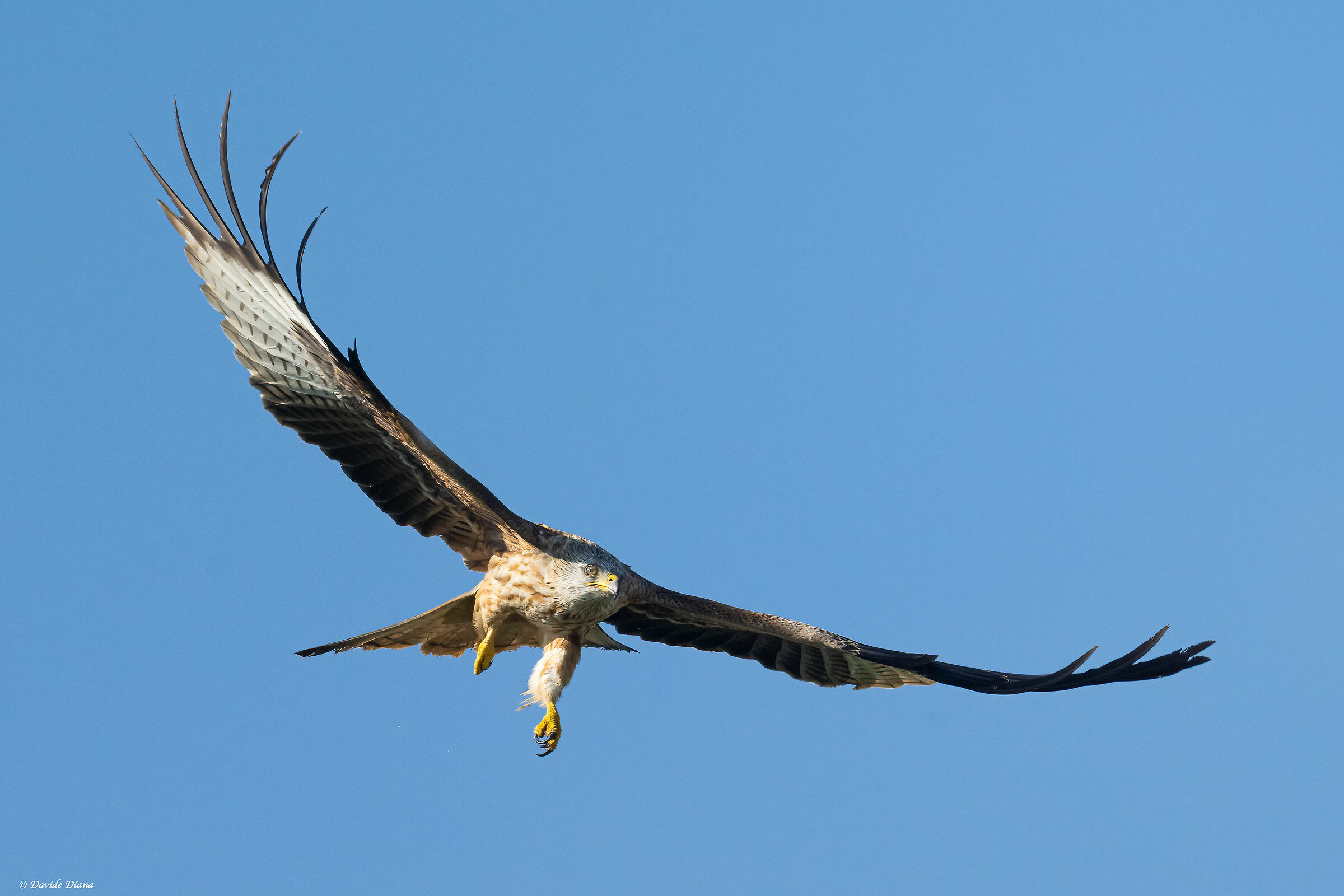 Red kite
