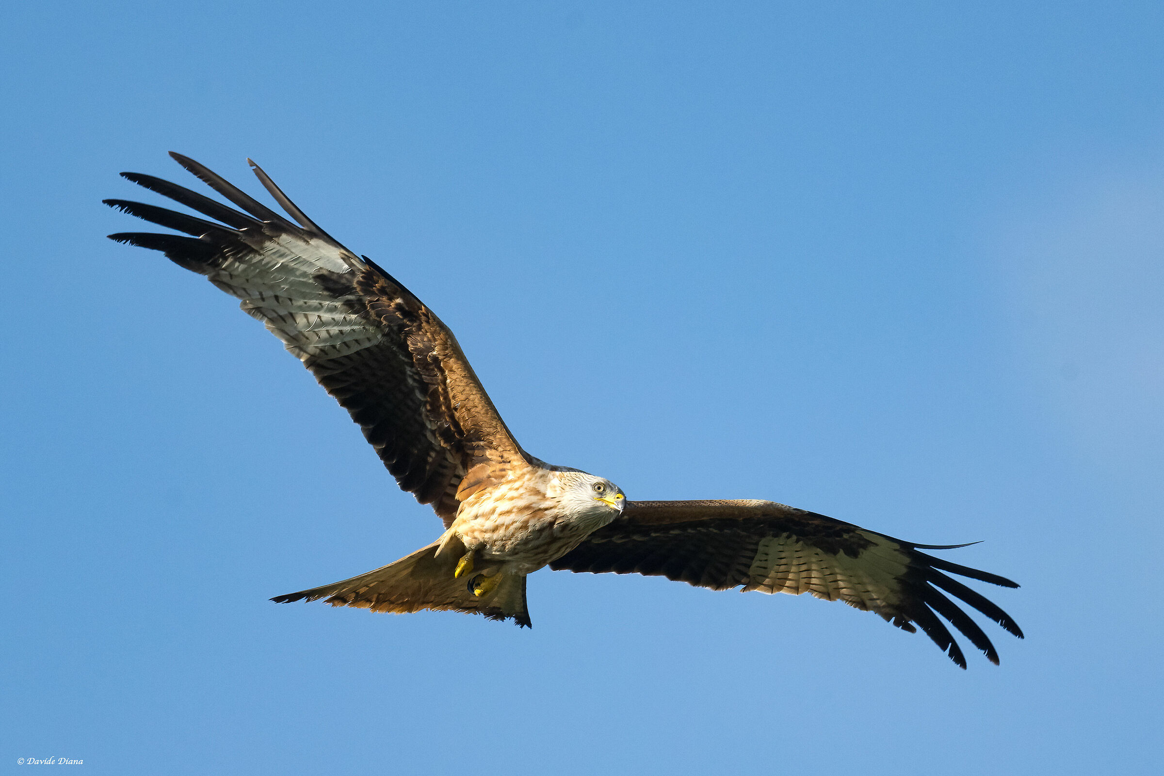 Red kite