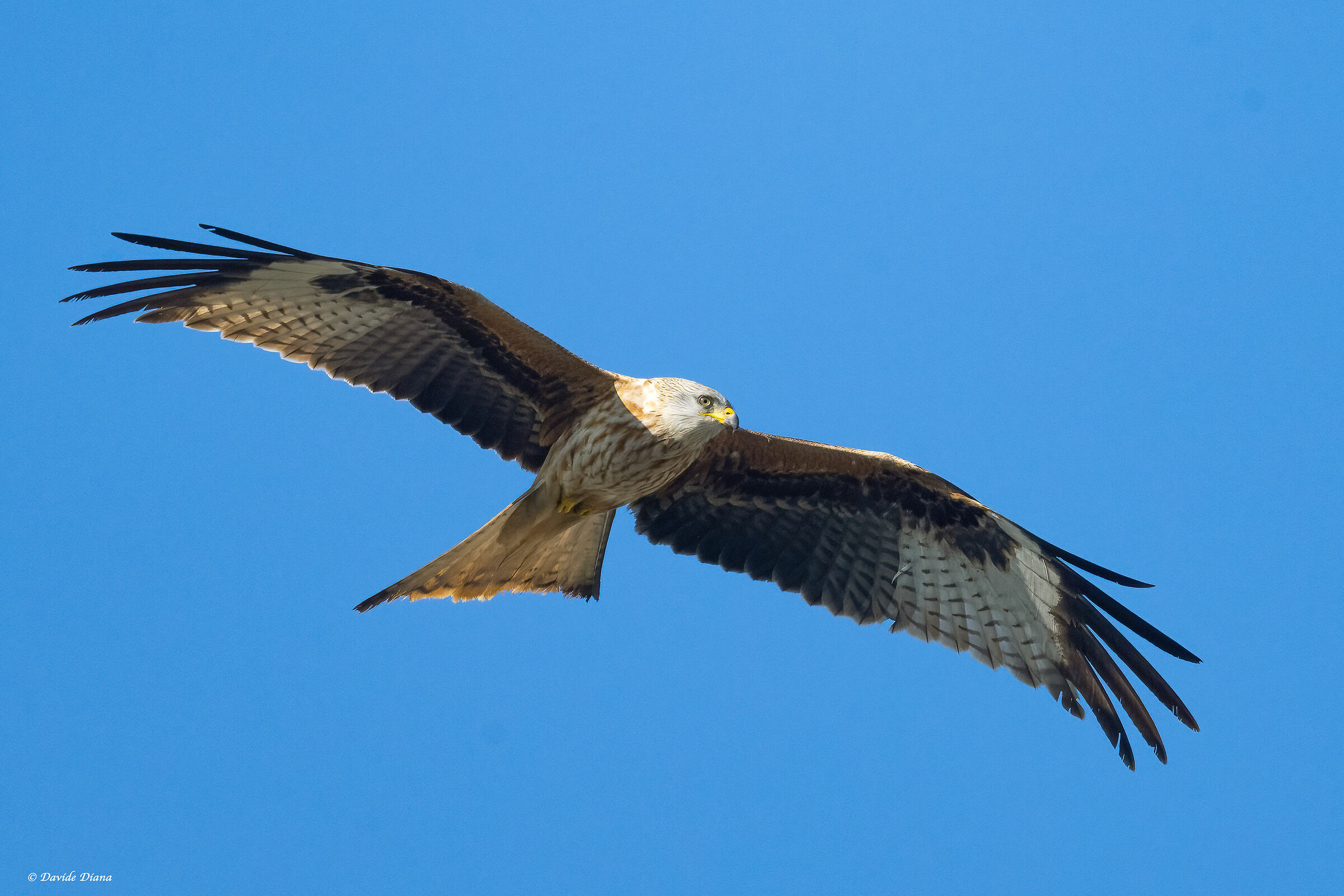 Red kite