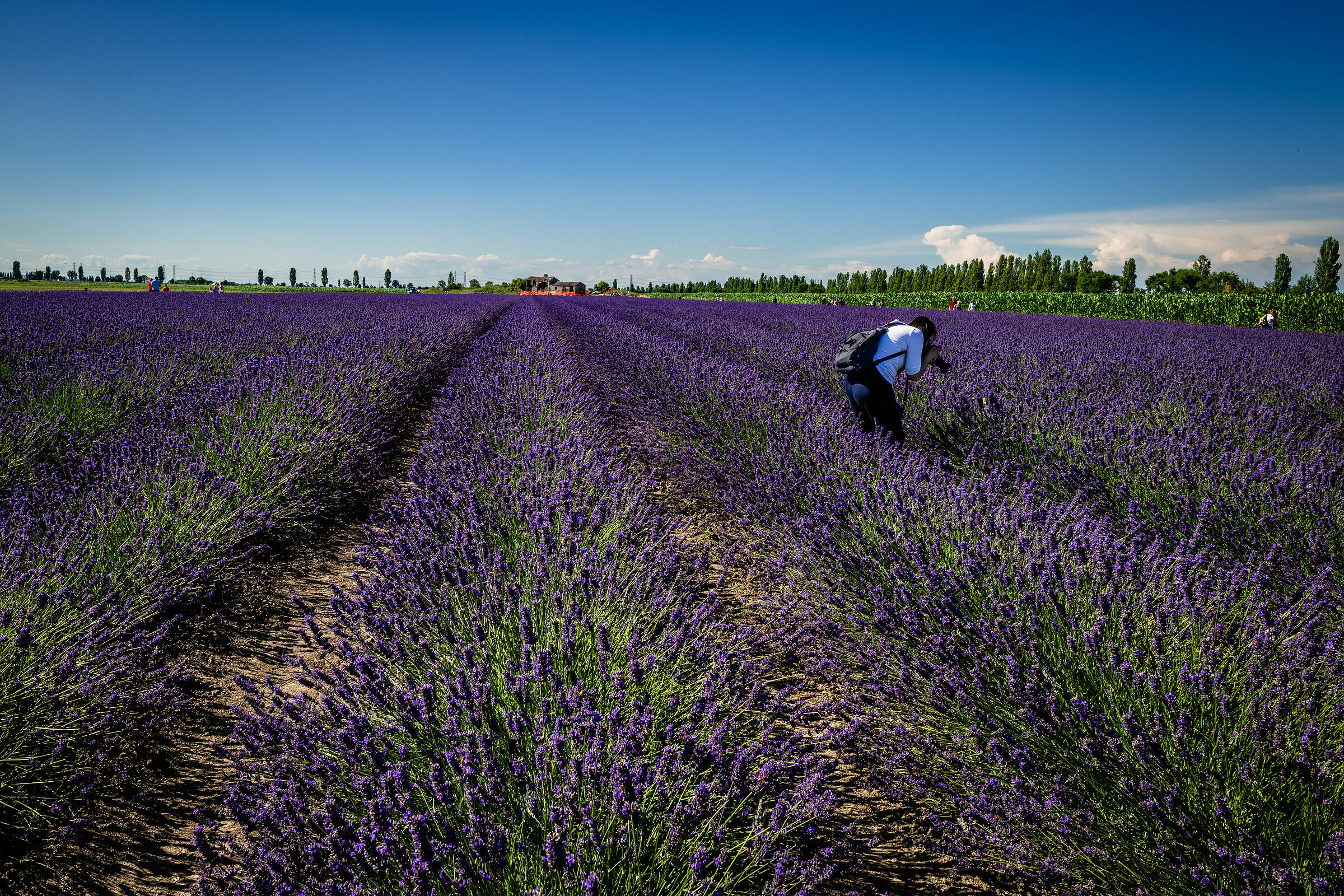 La farfallina gialla