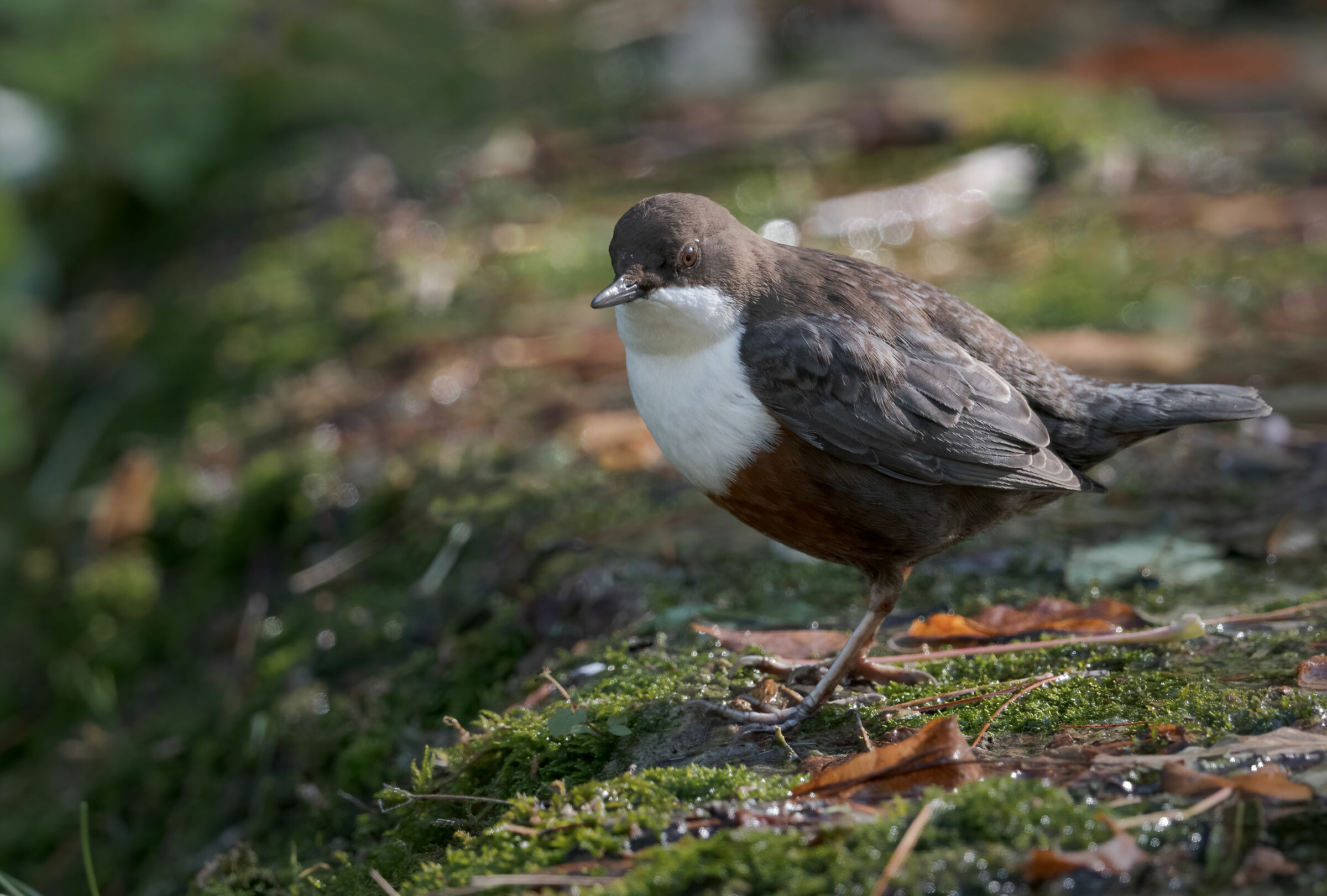 White-throated dipper