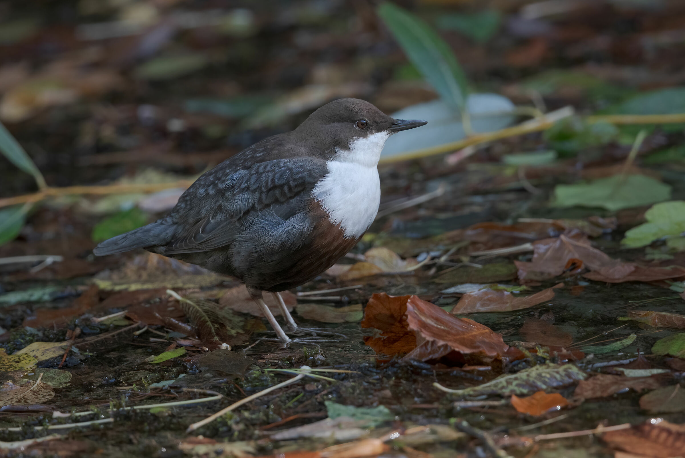 White-throated dipper