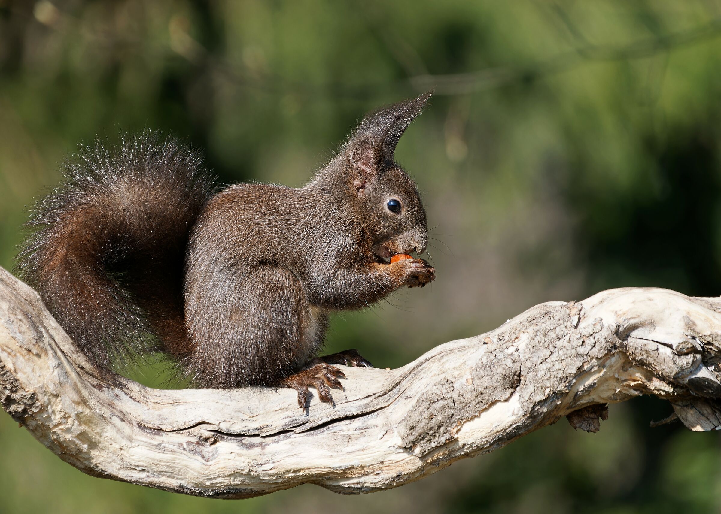 Il vento tra i "capelli"