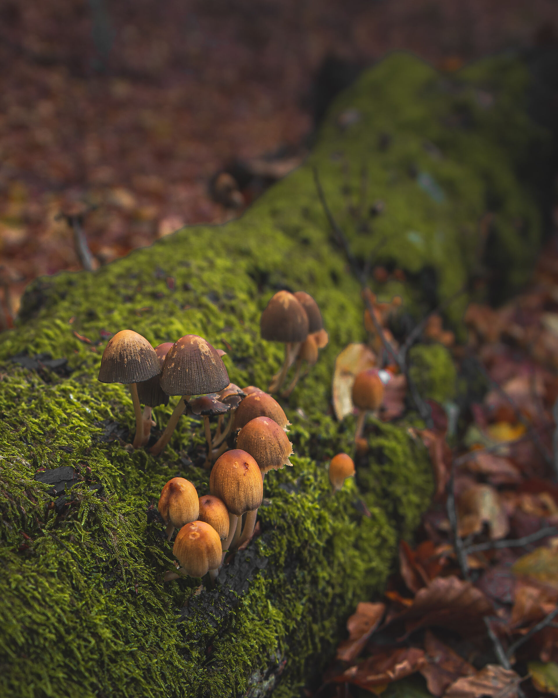 Autunno