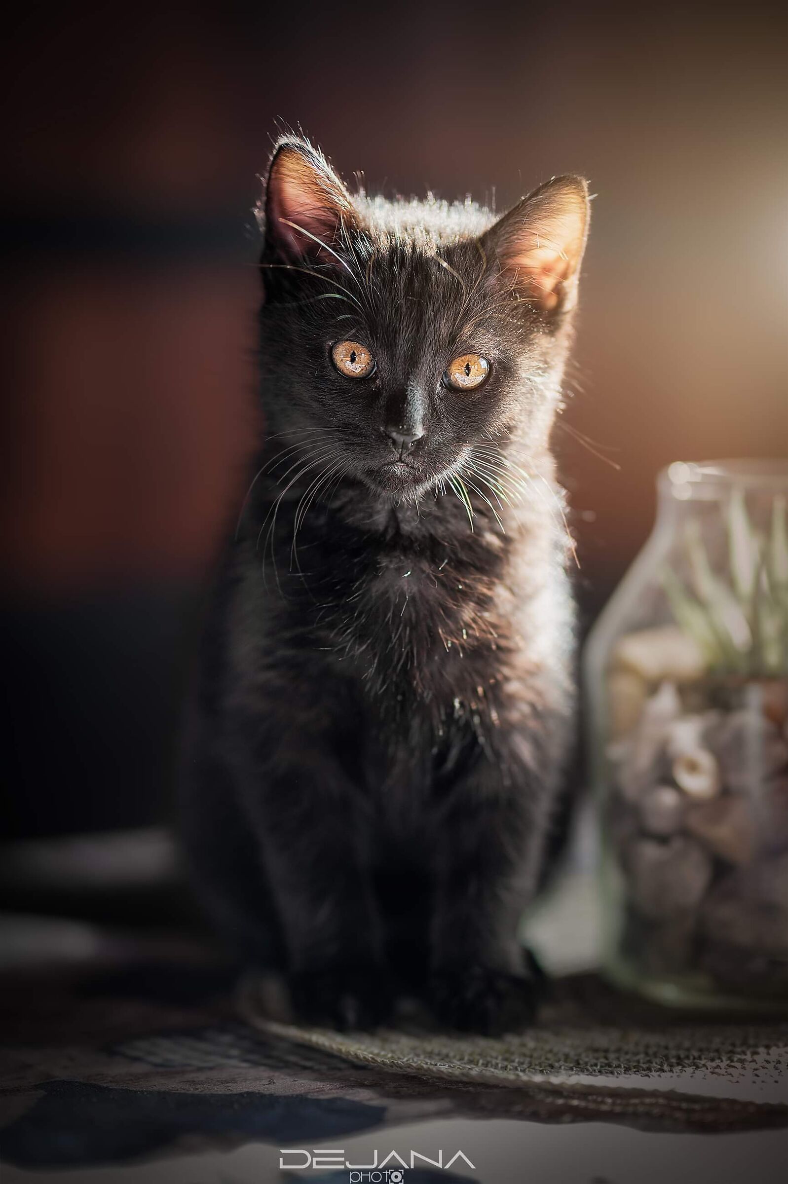 Zeus