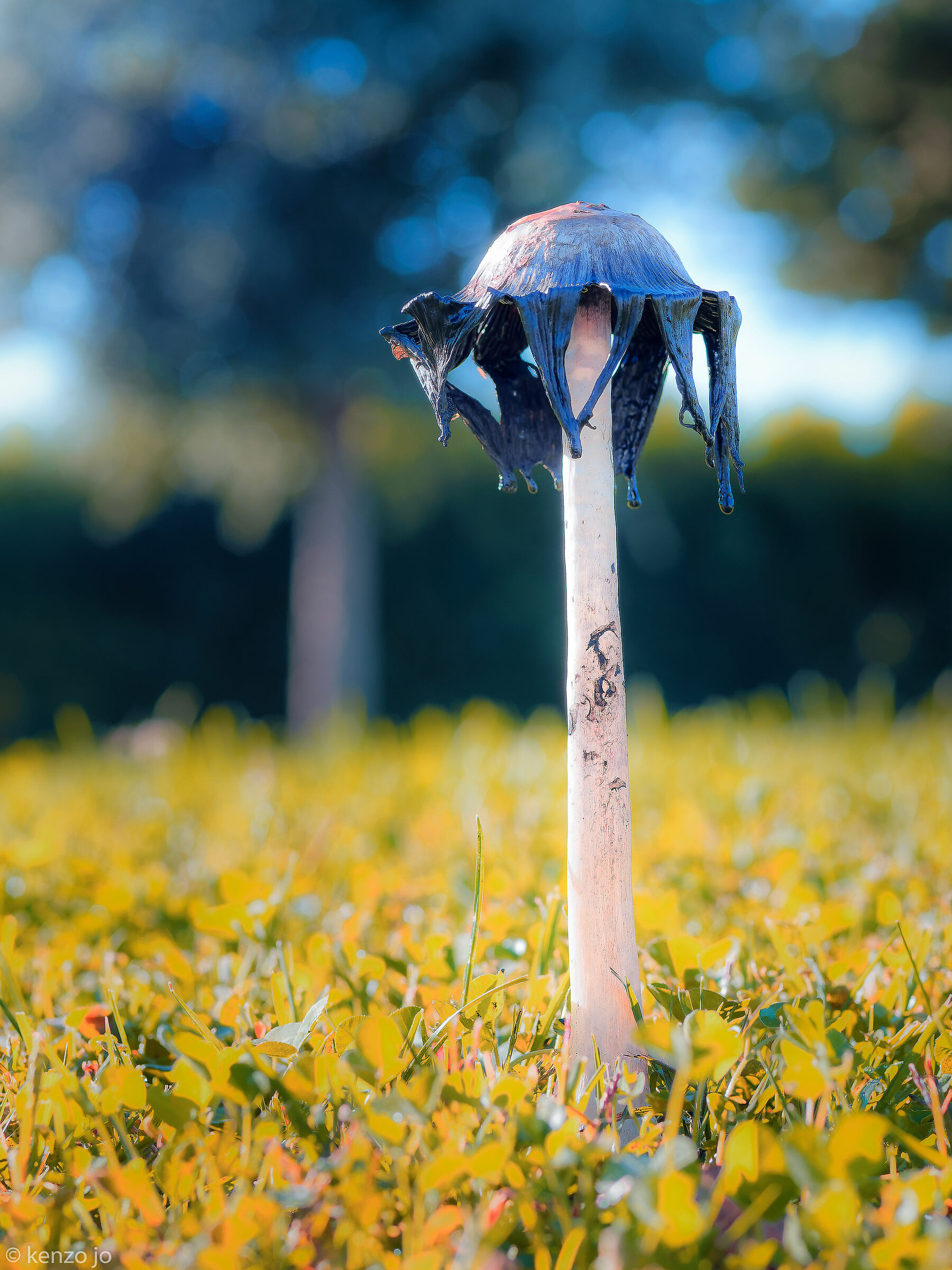 Fungo "spaventapasseri" nella prima domenica di fr...