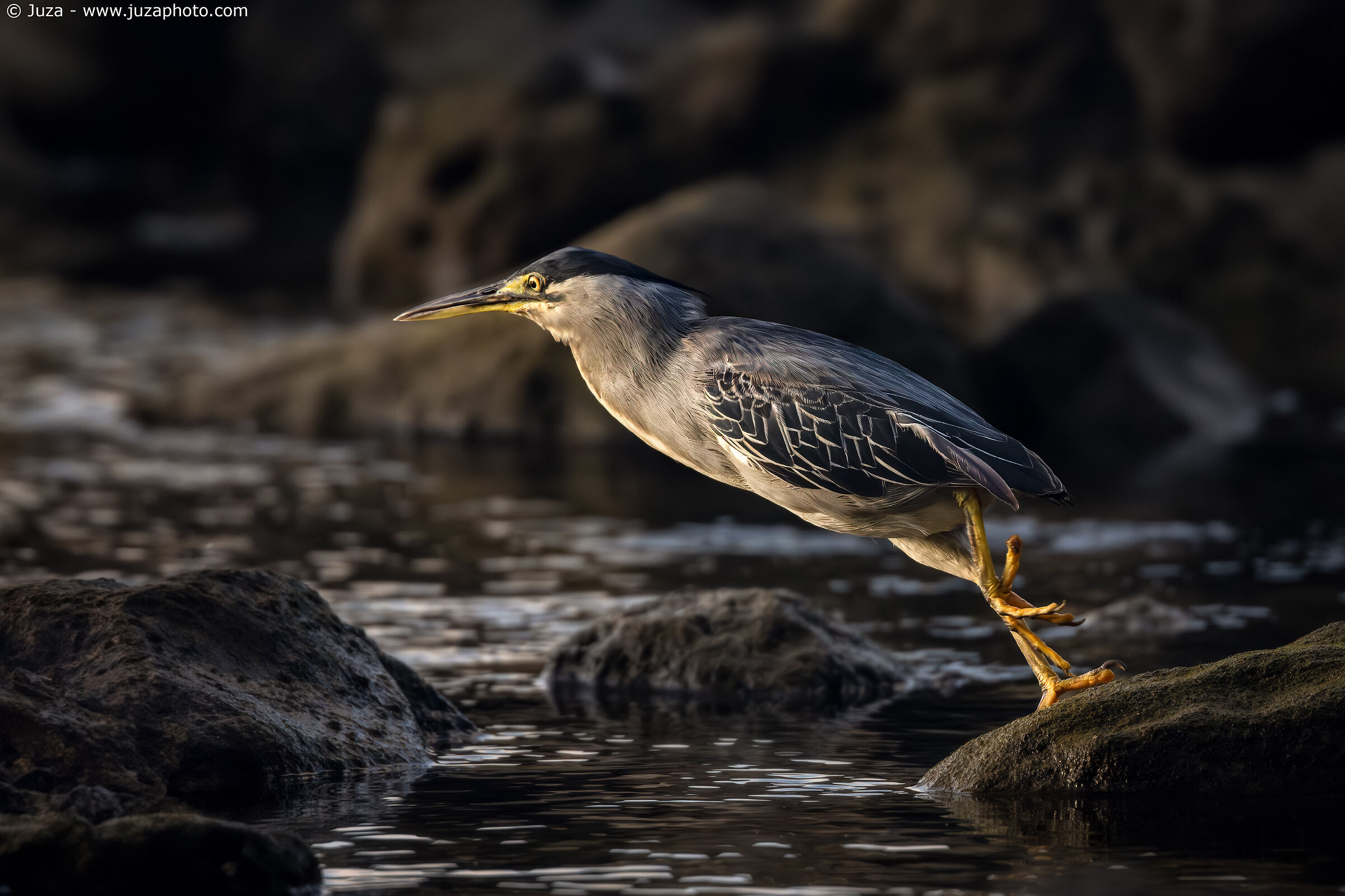 Airone striato (Butorides striata)