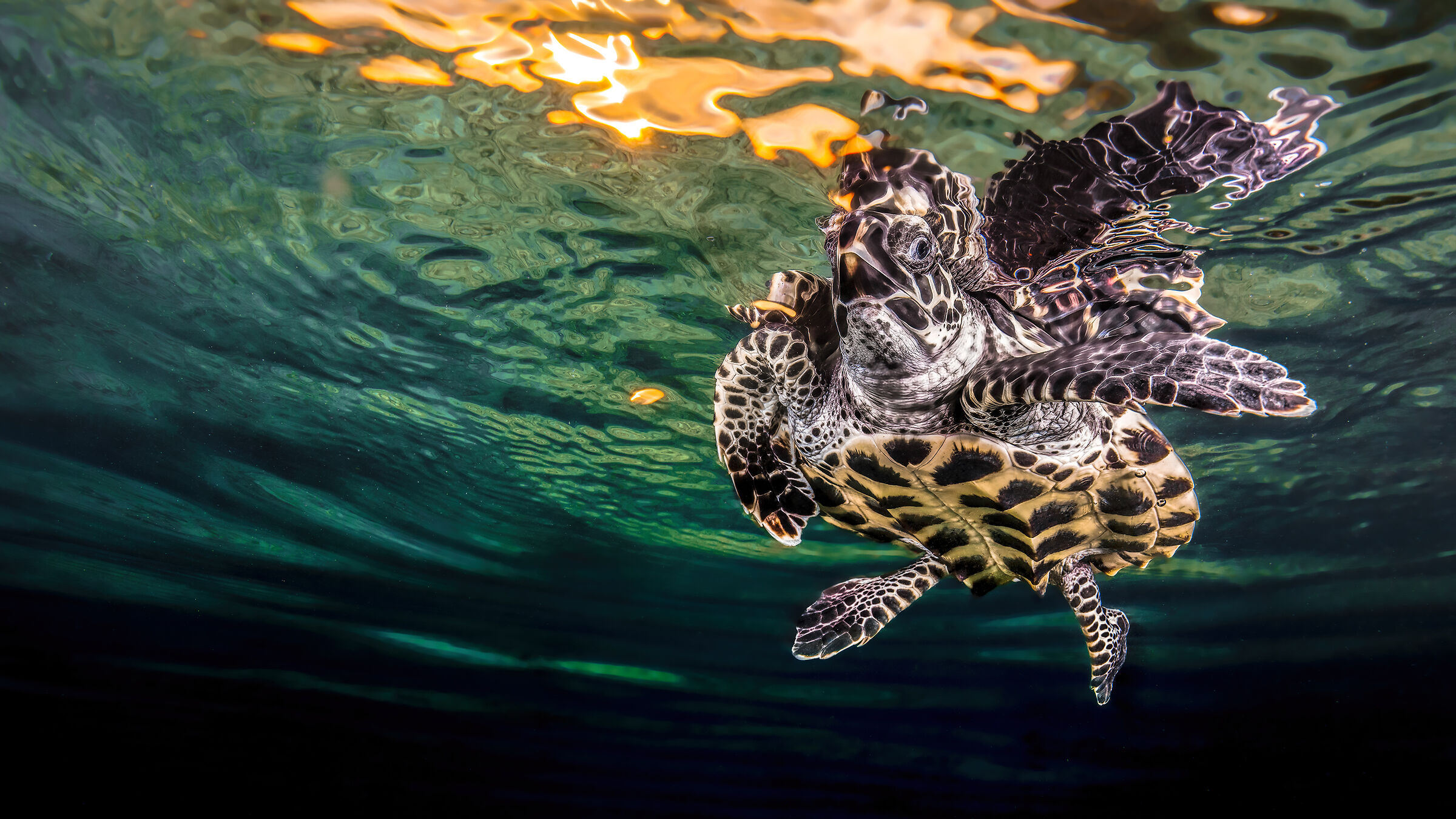 The hawksbill sea turtle (Eretmochelys imbricata)