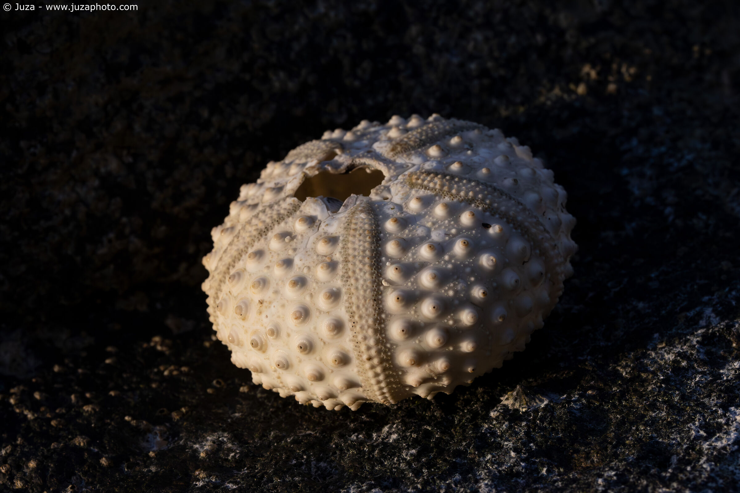 Riccio di mare, Mauritius