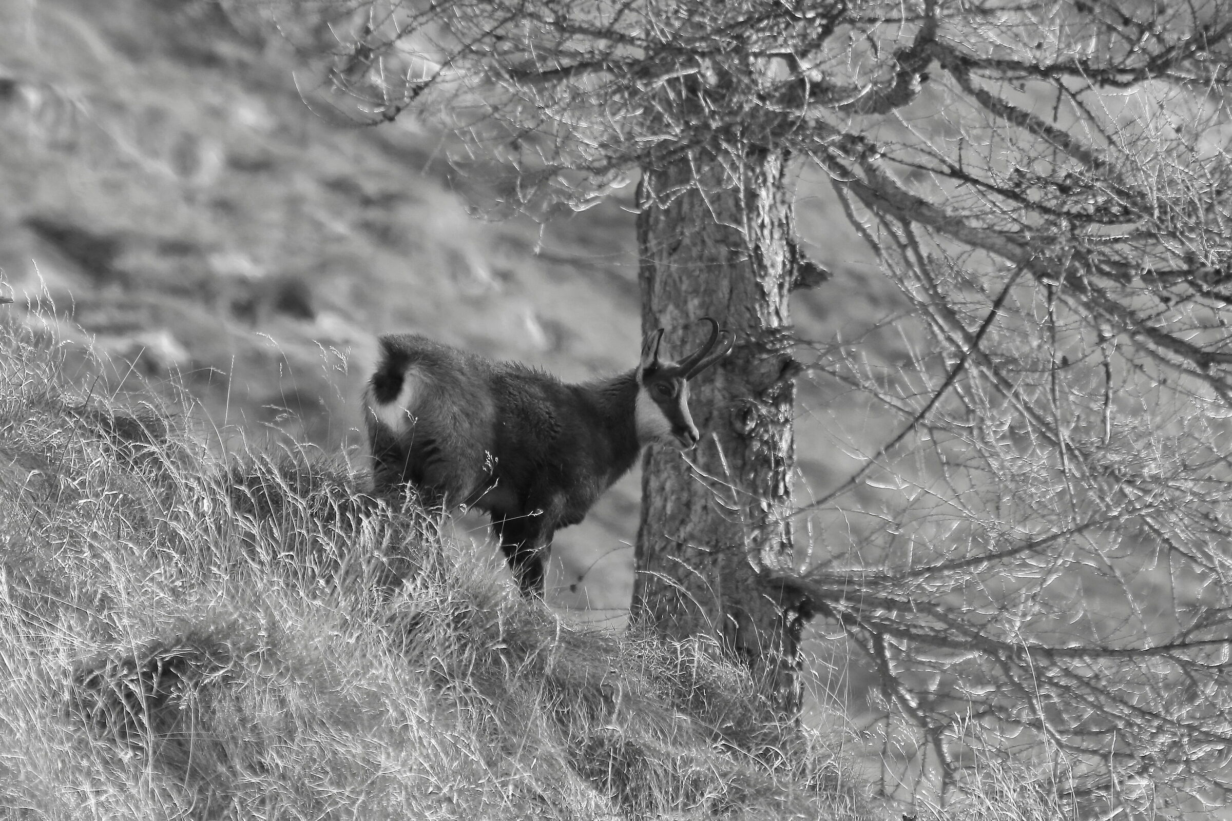 Camoscio in bianco e nero